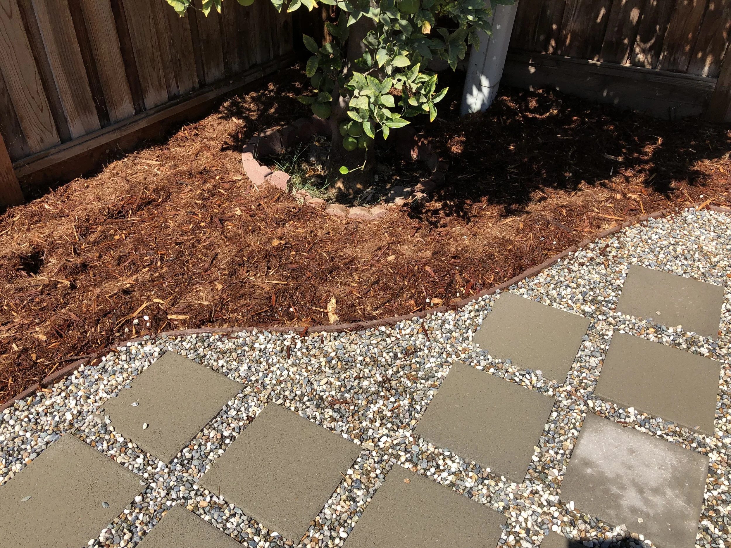 A garden bed with a small green shrub surrounded by mulch, separated from a concrete and pebble pathway by a metal edging, and a wooden fence in the background.