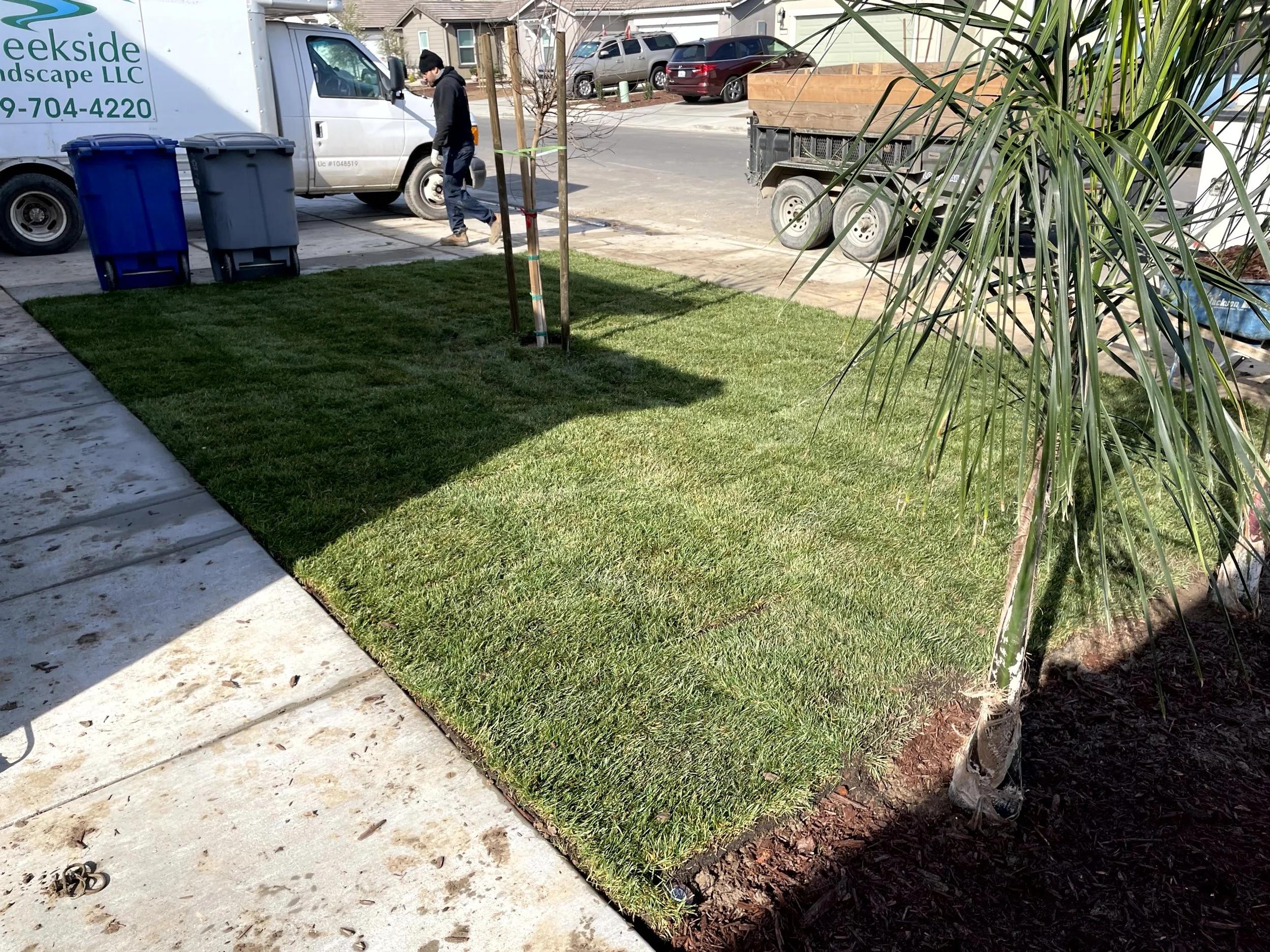 A freshly laid sod lawn next to a sidewalk, with a young tree supported by stakes in the yard and a person standing near a parked van, with a street and parked vehicles in the background.