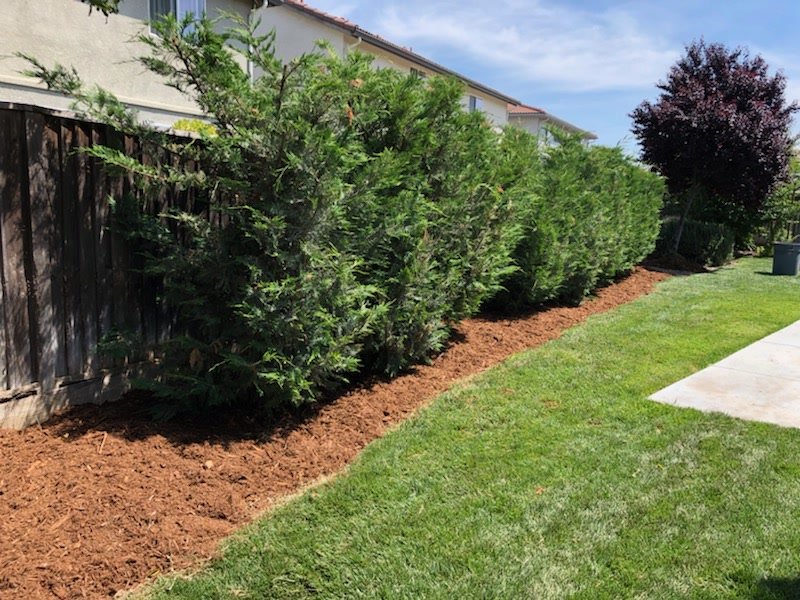 A row of green bushes along a fence in a backyard with freshly mulched soil and a grassy lawn.