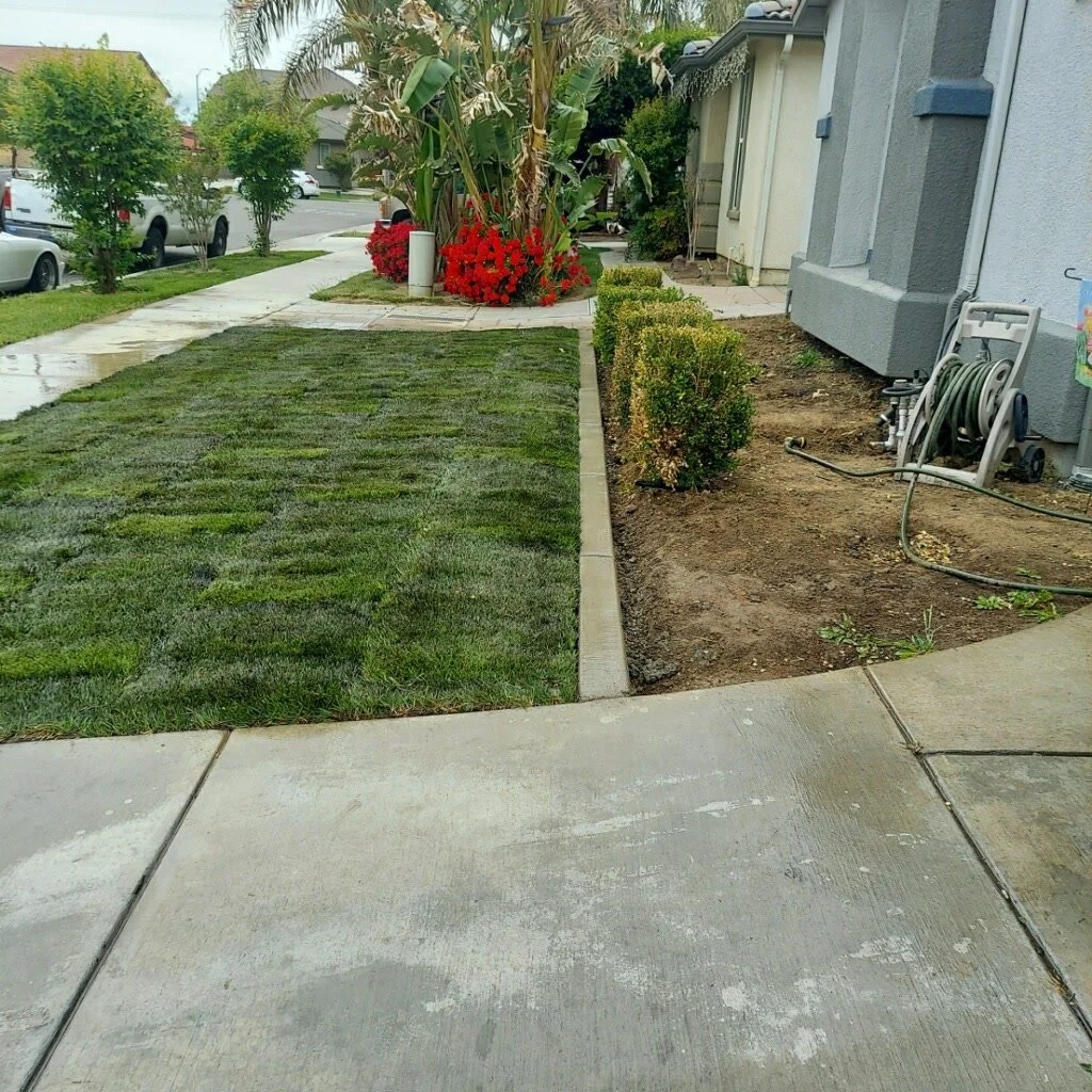 A sidewalk leading to a house with a newly landscaped front yard. The yard has fresh grass on the left and bare soil with small bushes on the right. There are flowering plants near the house, and a garden hose is coiled on a reel against the wall.