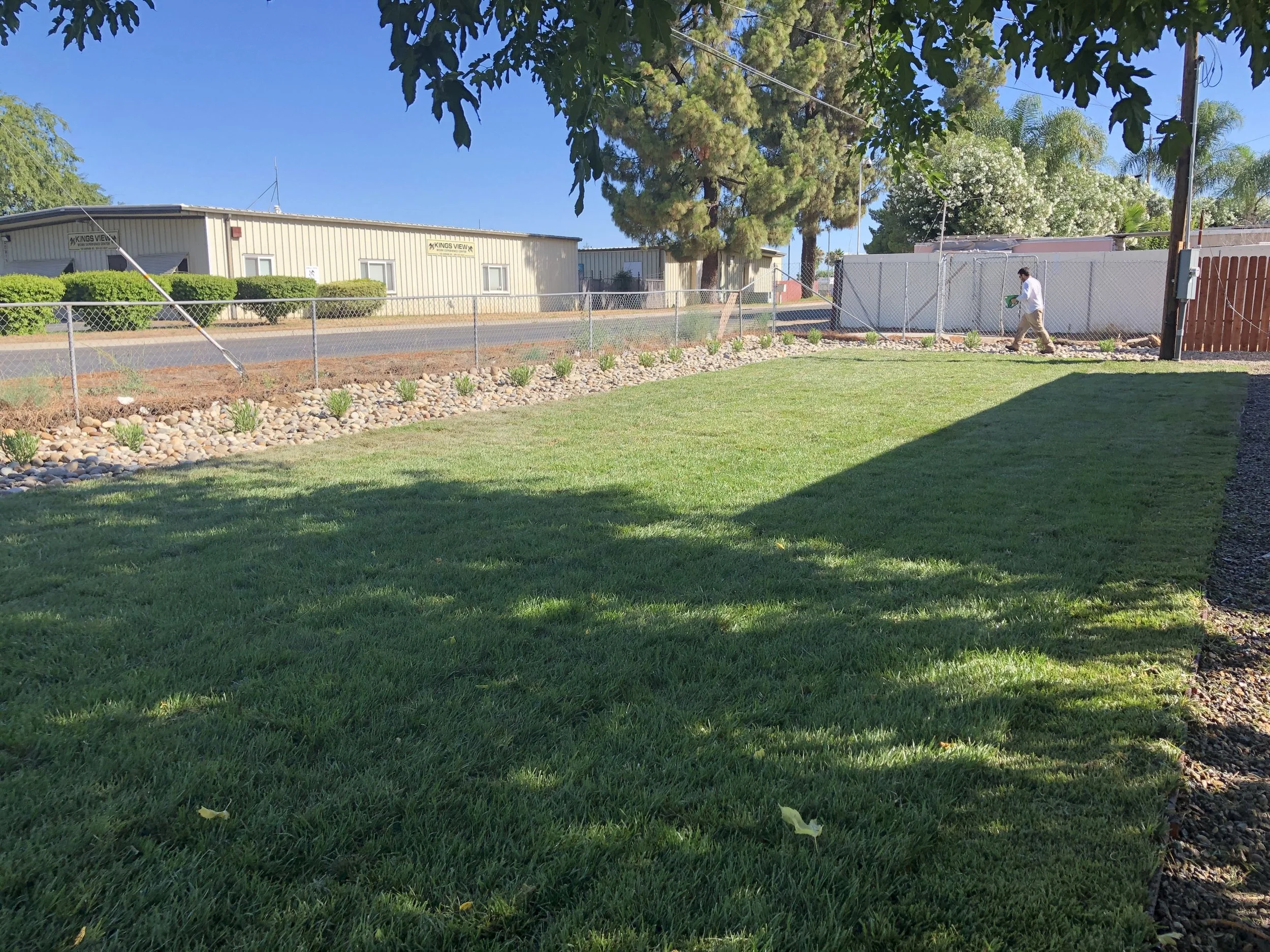 A person walking on a sidewalk in a yard with a newly planted grass lawn, surrounded by a chain-link fence, with trees and a building in the background on a sunny day.