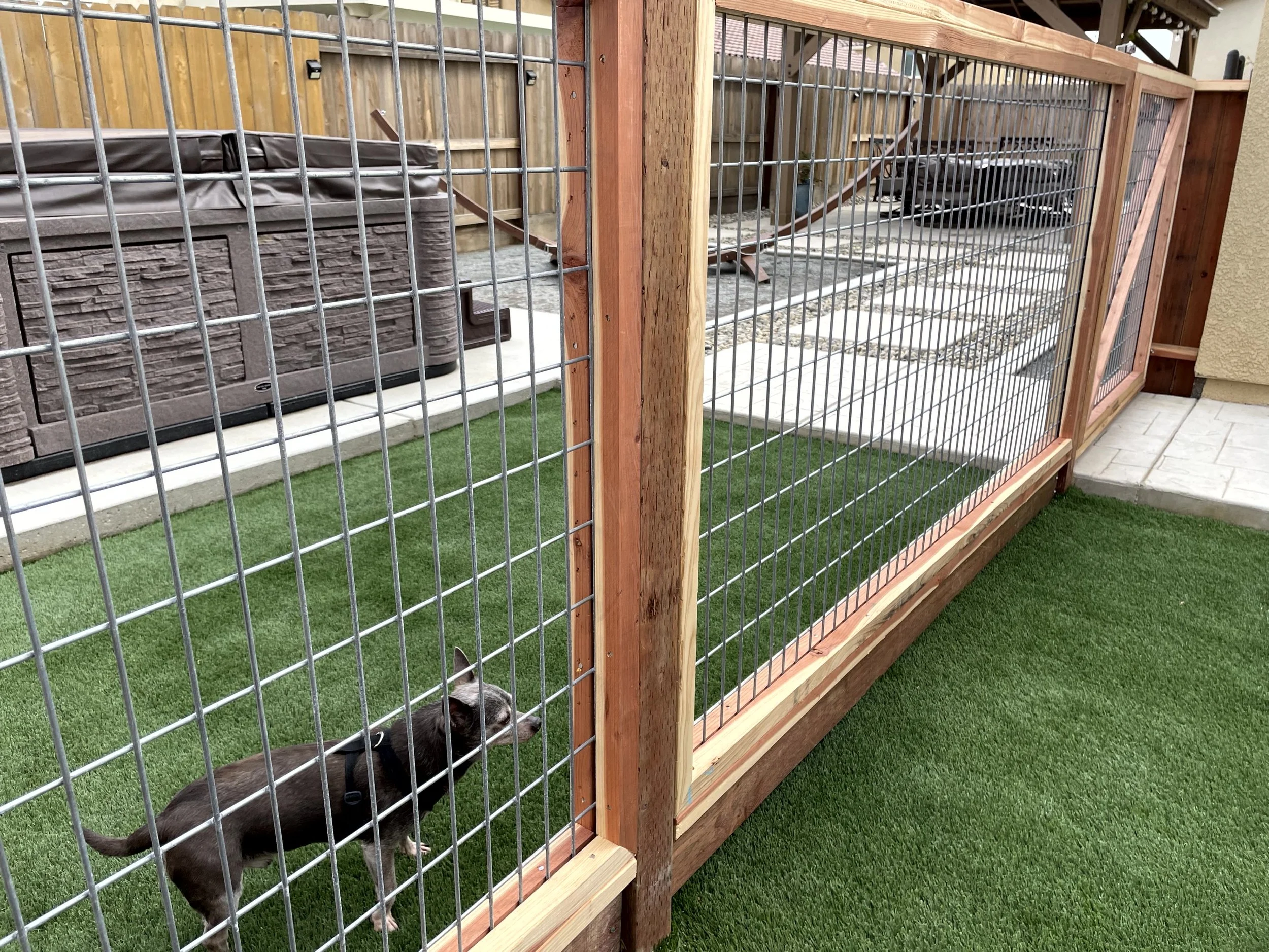 Small dog with black and white fur inside a fenced backyard, standing on artificial grass and looking through the wire fence.