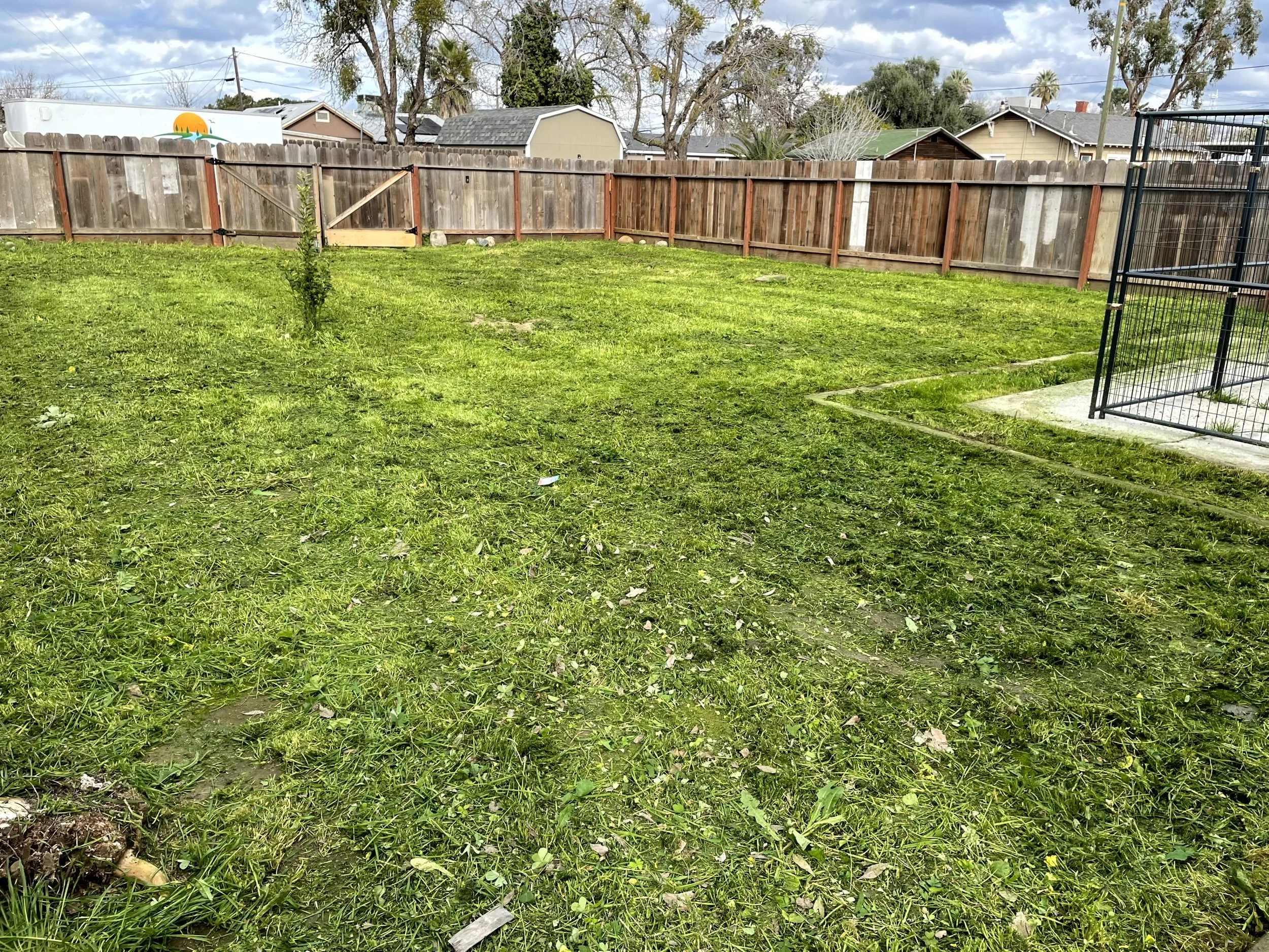 A backyard with a wooden fence, green grass, a small tree, and a metal dog pen on the right.