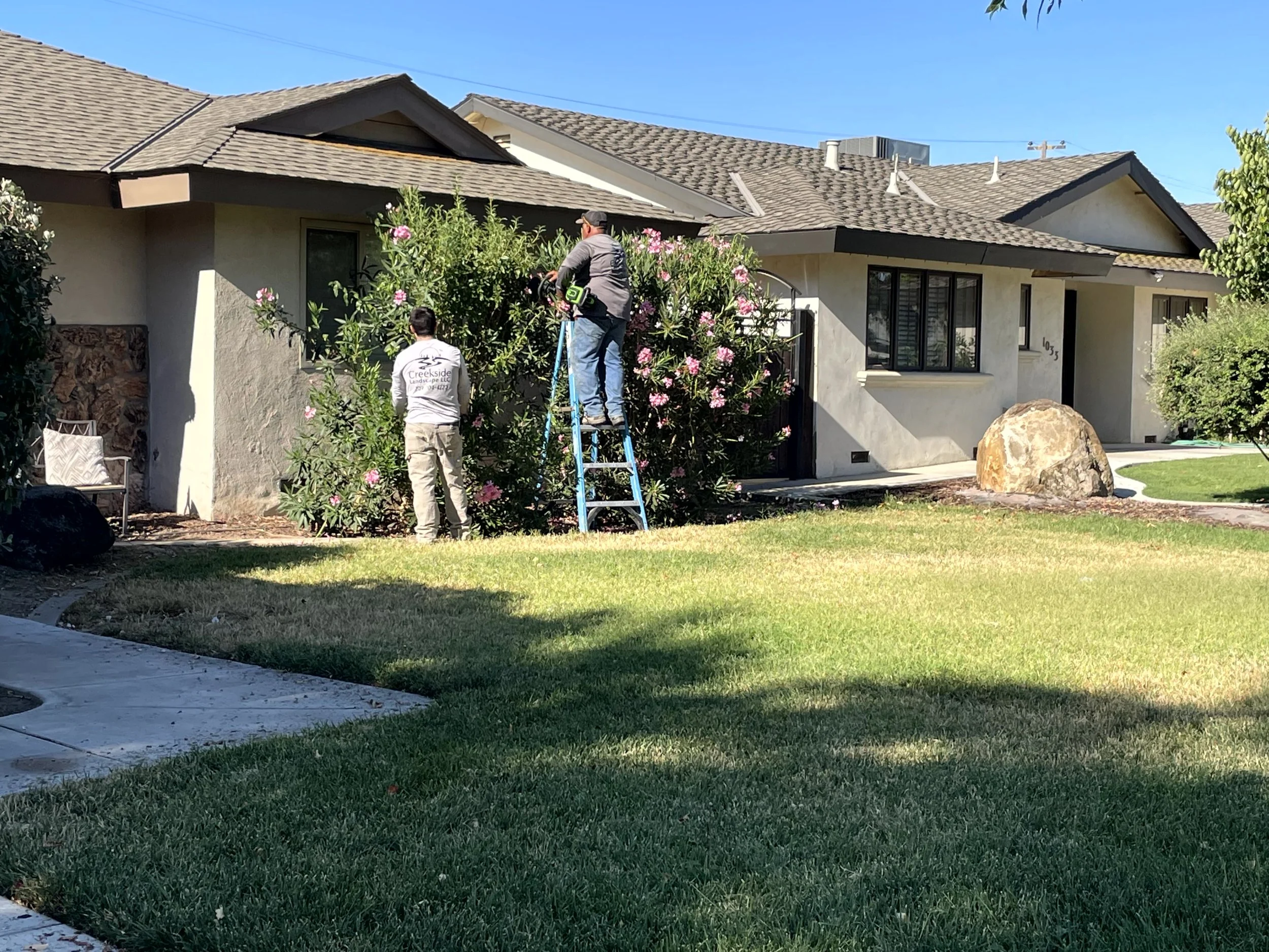 Two workers trimming growth on a large bush in front of a residential house on a sunny day.