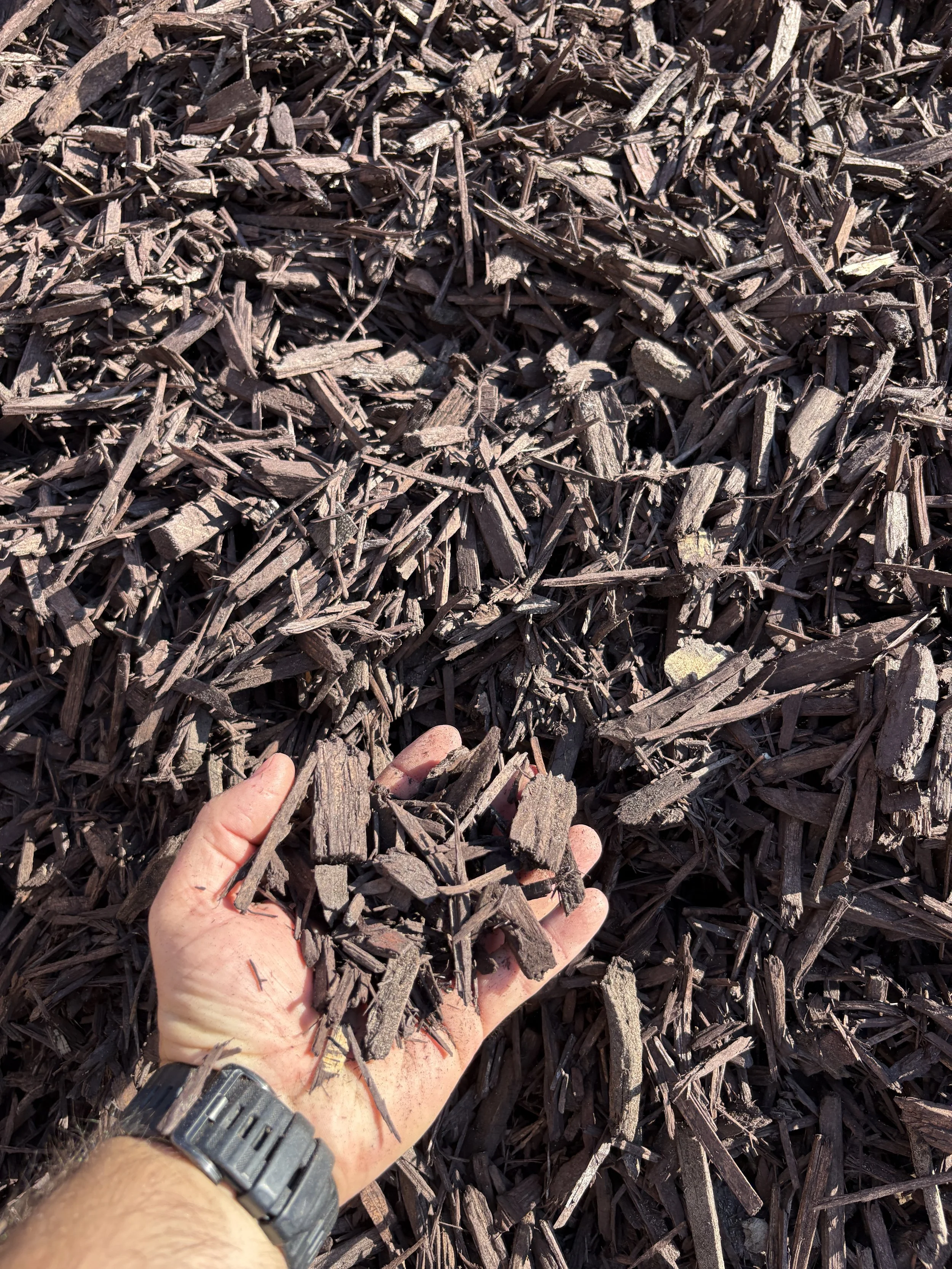 Hand wearing a watch holding small pieces of broken wood over a pile of wood chips.