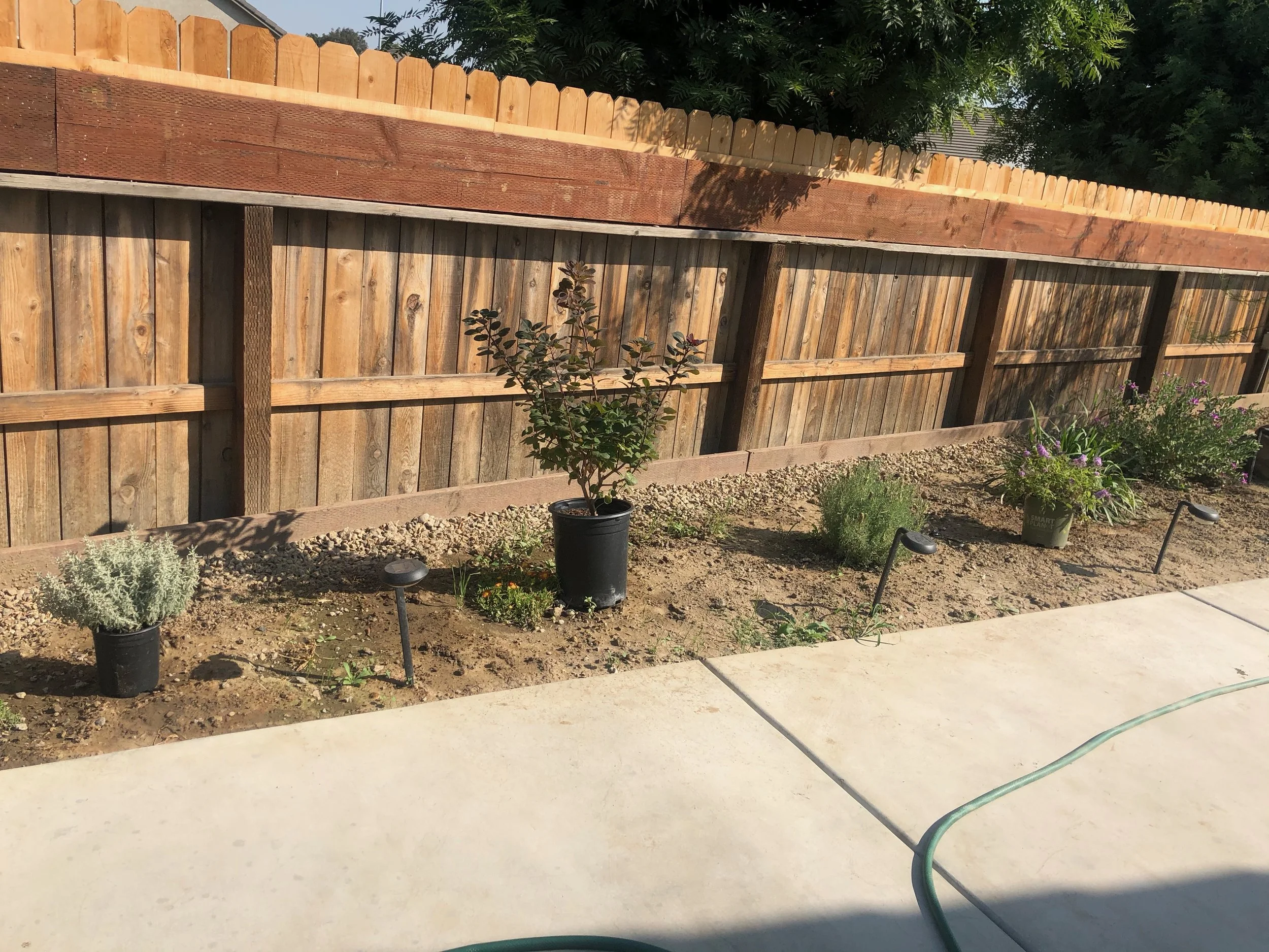 A backyard garden area with three potted plants in front of a wooden fence, and a garden hose on a concrete patio.