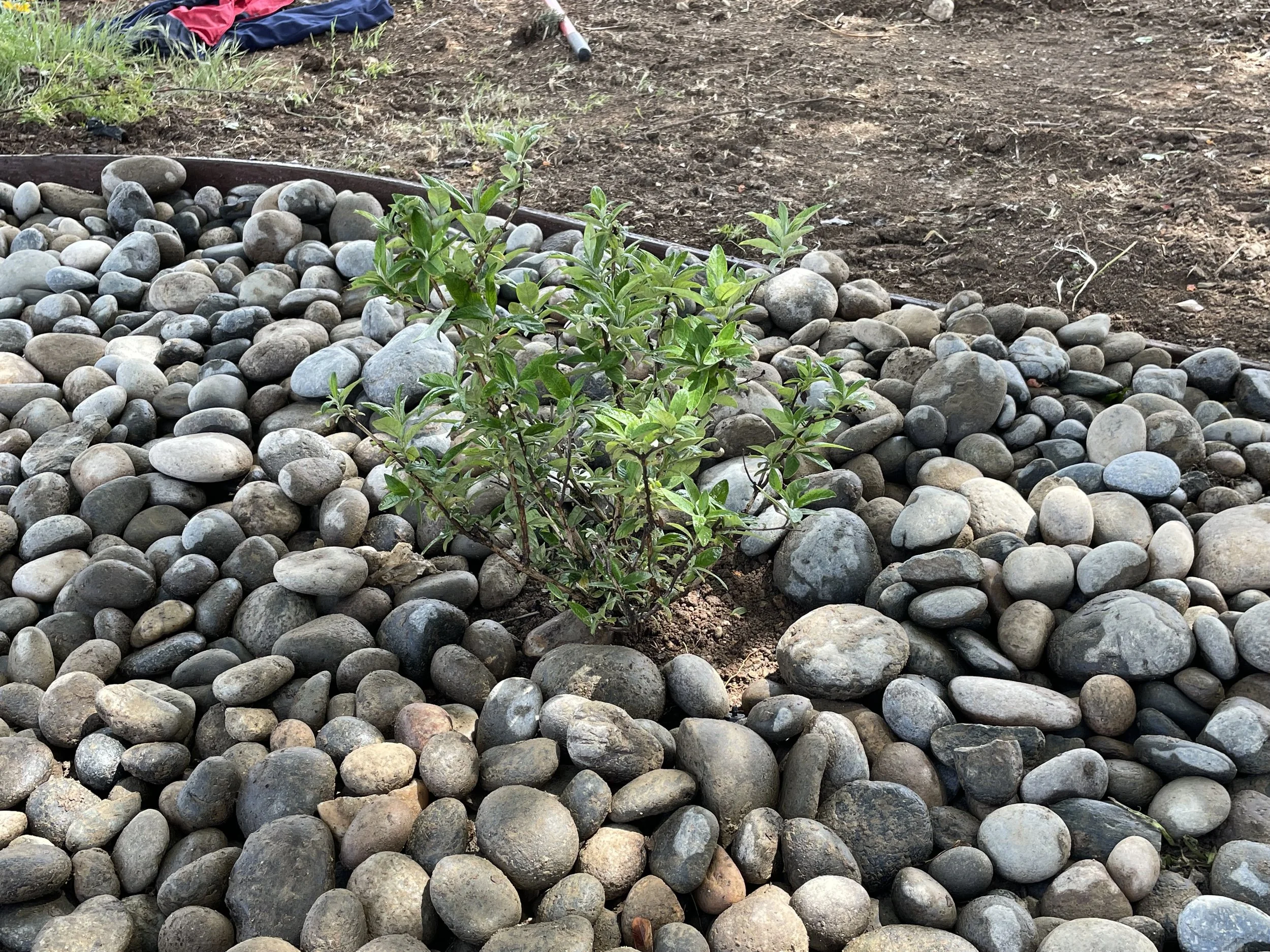 A small green shrub growing amidst grey and tan river stones in a landscaped garden bed, with bare soil and a garden tool in the background.