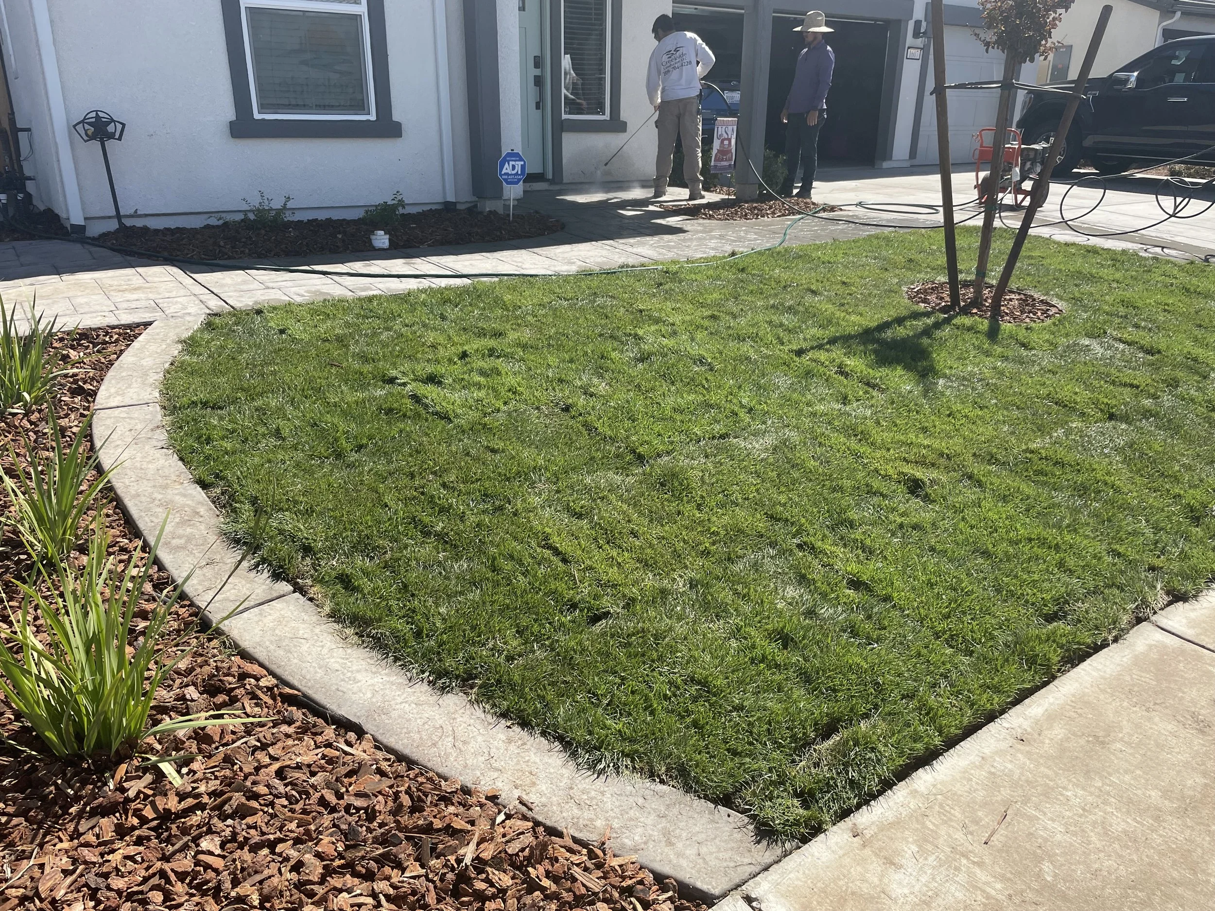 Newly laid sod grass with a concrete border in front of a house, with two men working outside and a small tree planted in the yard.