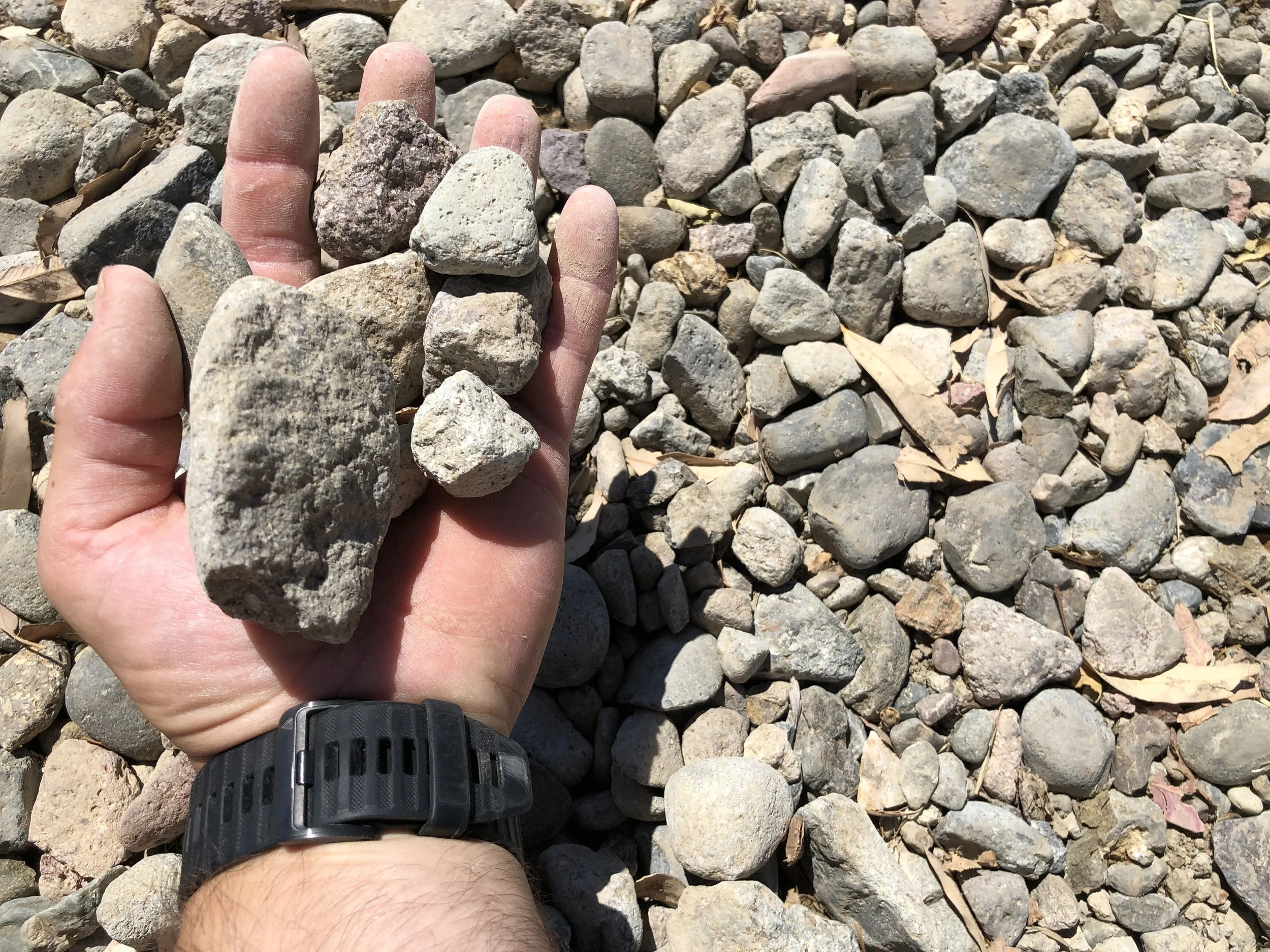 A person's hand holding several small rocks over a bed of similar small rocks and dry leaves.
