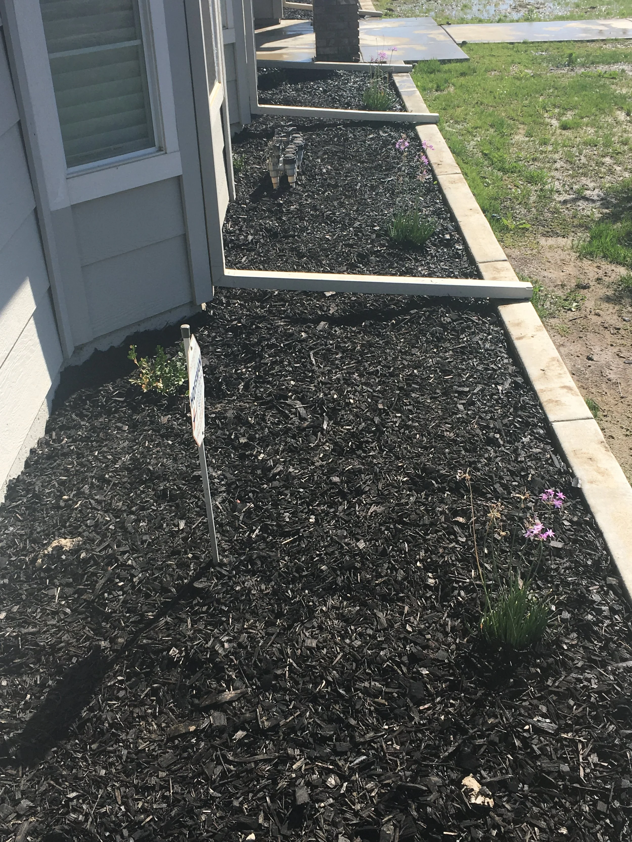 Mulched flower beds alongside a house with small plants and purple flowers, separated by concrete borders, with a grassy area on the right.