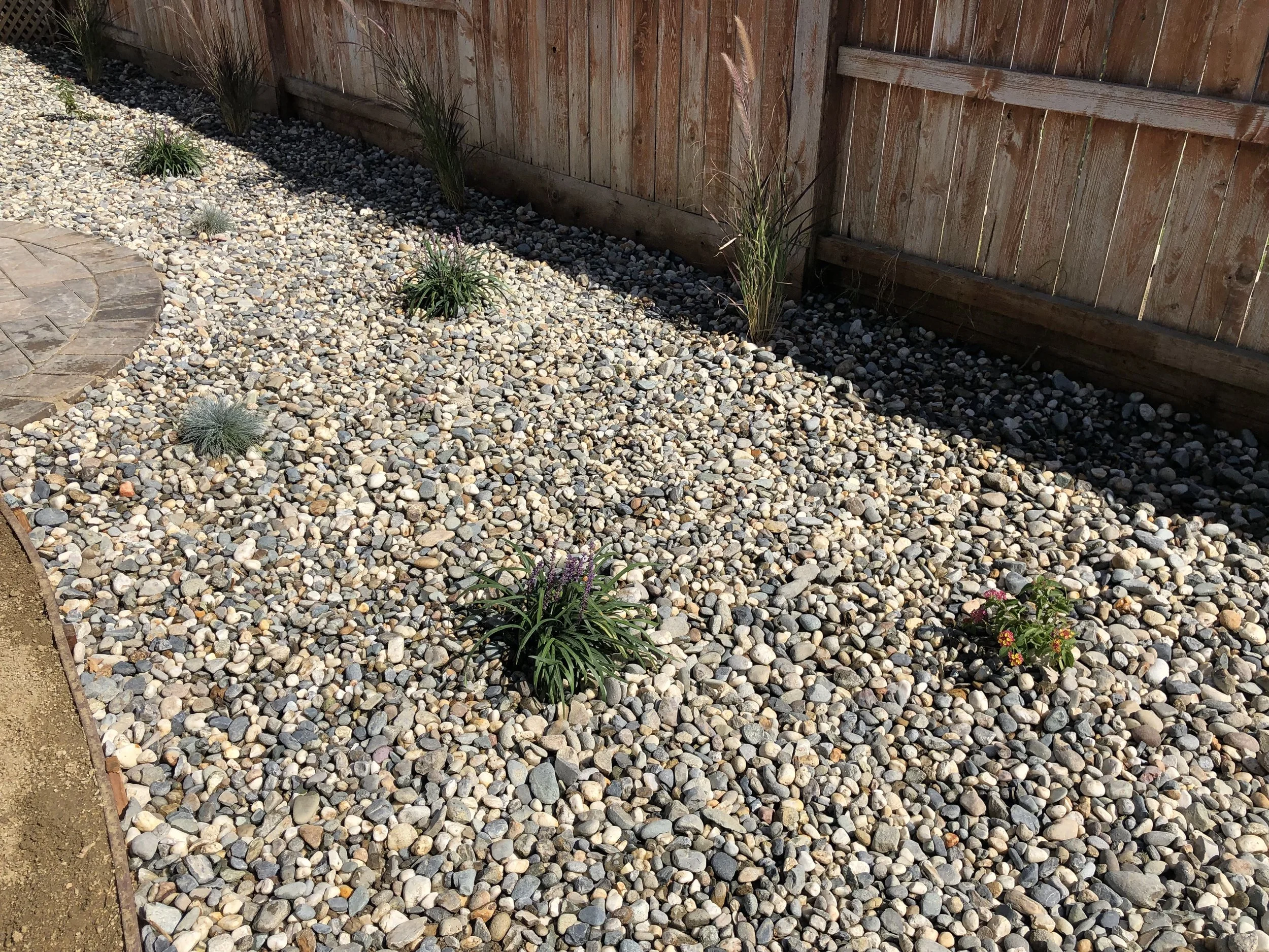 A backyard with a gravel ground, small plants, and a wooden fence in the background.