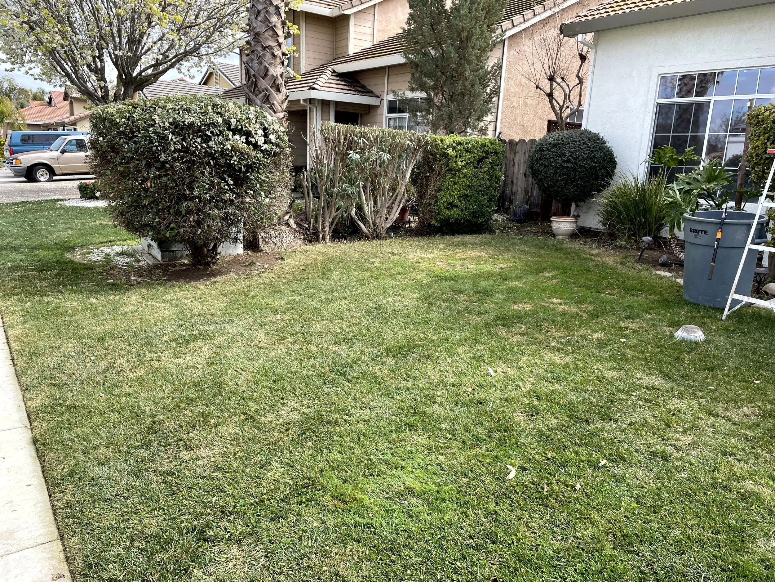 Front yard with green grass, trimmed bushes, and various plants near a house with beige siding and a white wall. A large palm tree is on the left, and a blue recycling bin with a broom leaning against it is on the right.