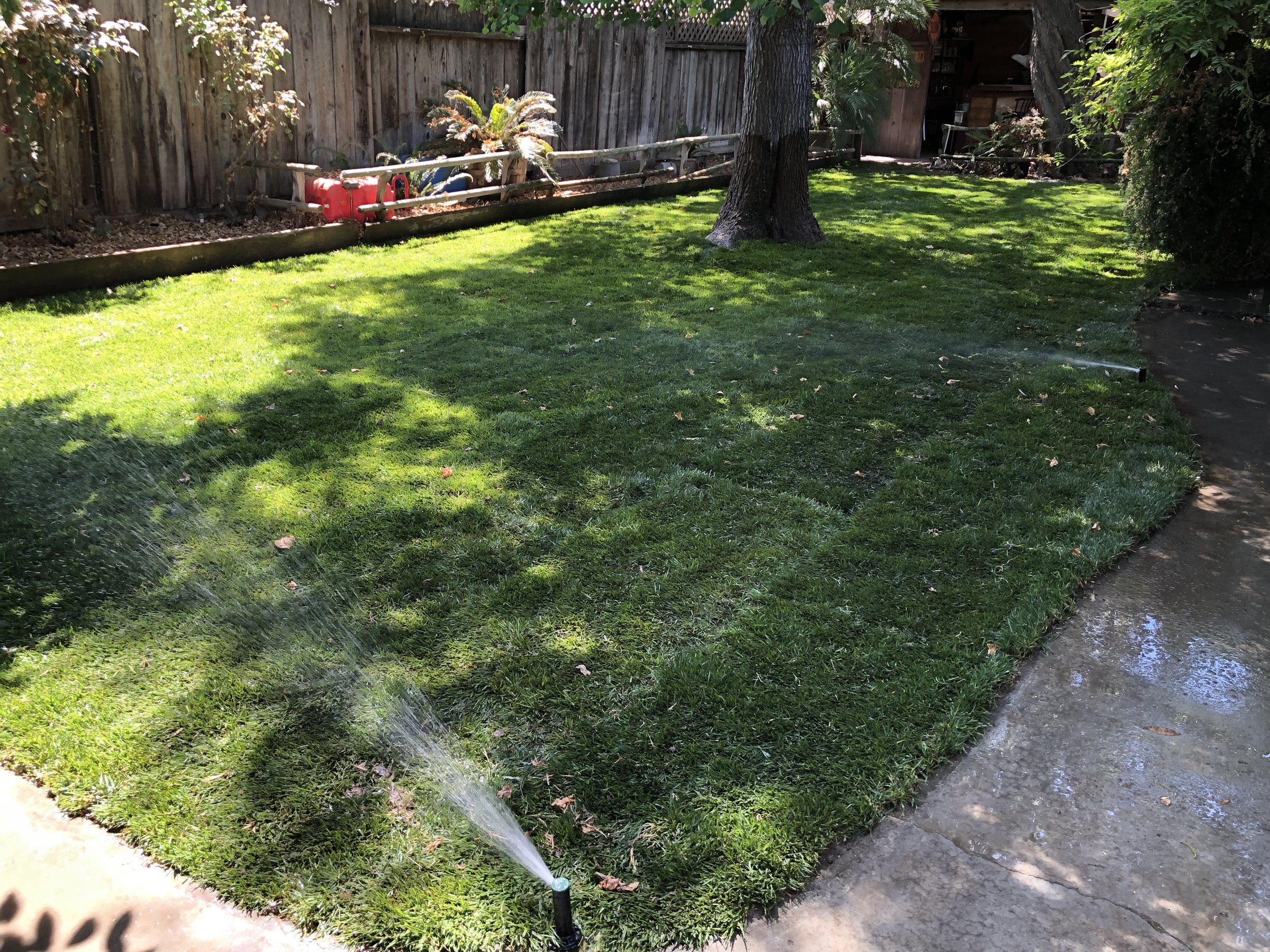 Lawn being watered with a garden sprinkler, surrounded by trees and a wooden fence.