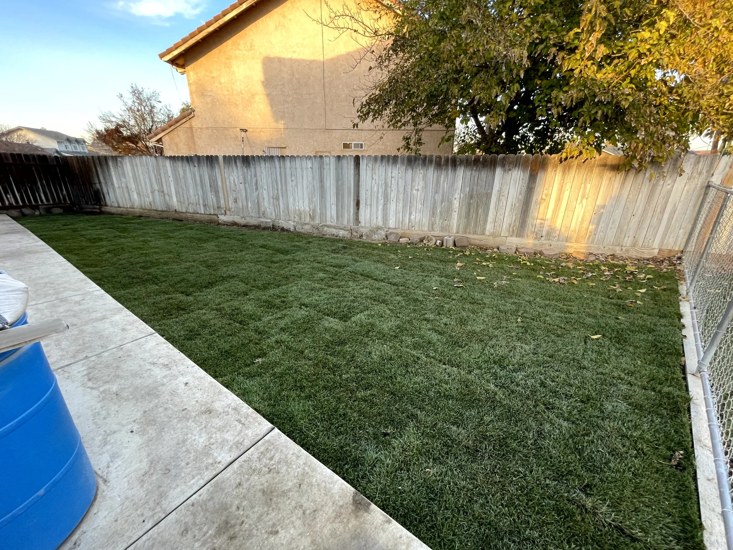 A backyard with a concrete patio and a lawn, enclosed by a wooden fence and a chain-link fence. There is a blue trash can on the patio, and trees with autumn leaves. The photo is taken in the early evening with warm light.