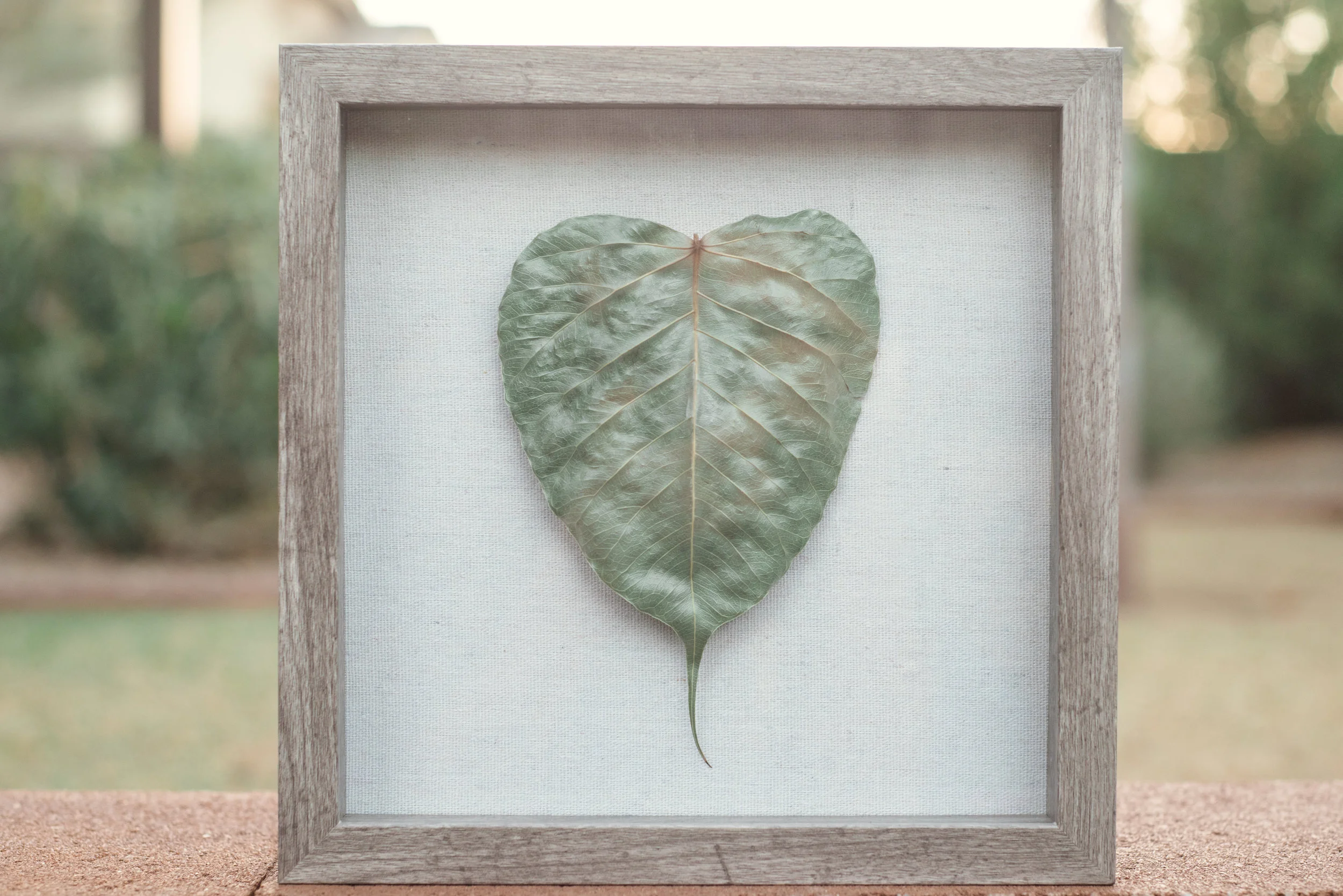 Bodhi Tree Project 001.jpg