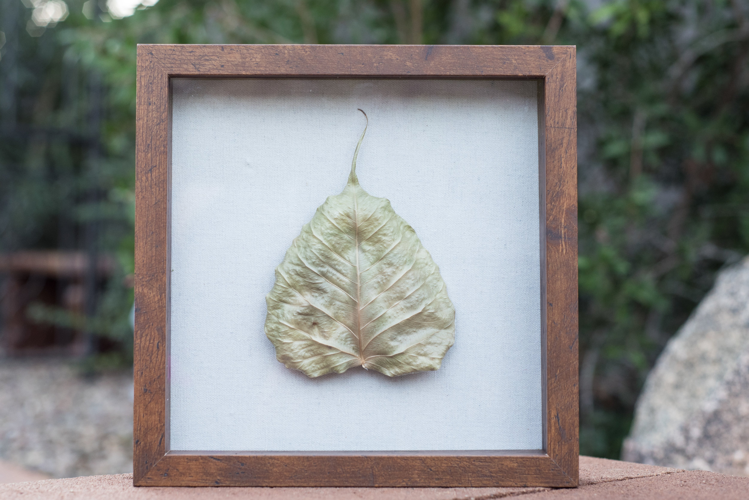 Bodhi Tree Project 007.jpg