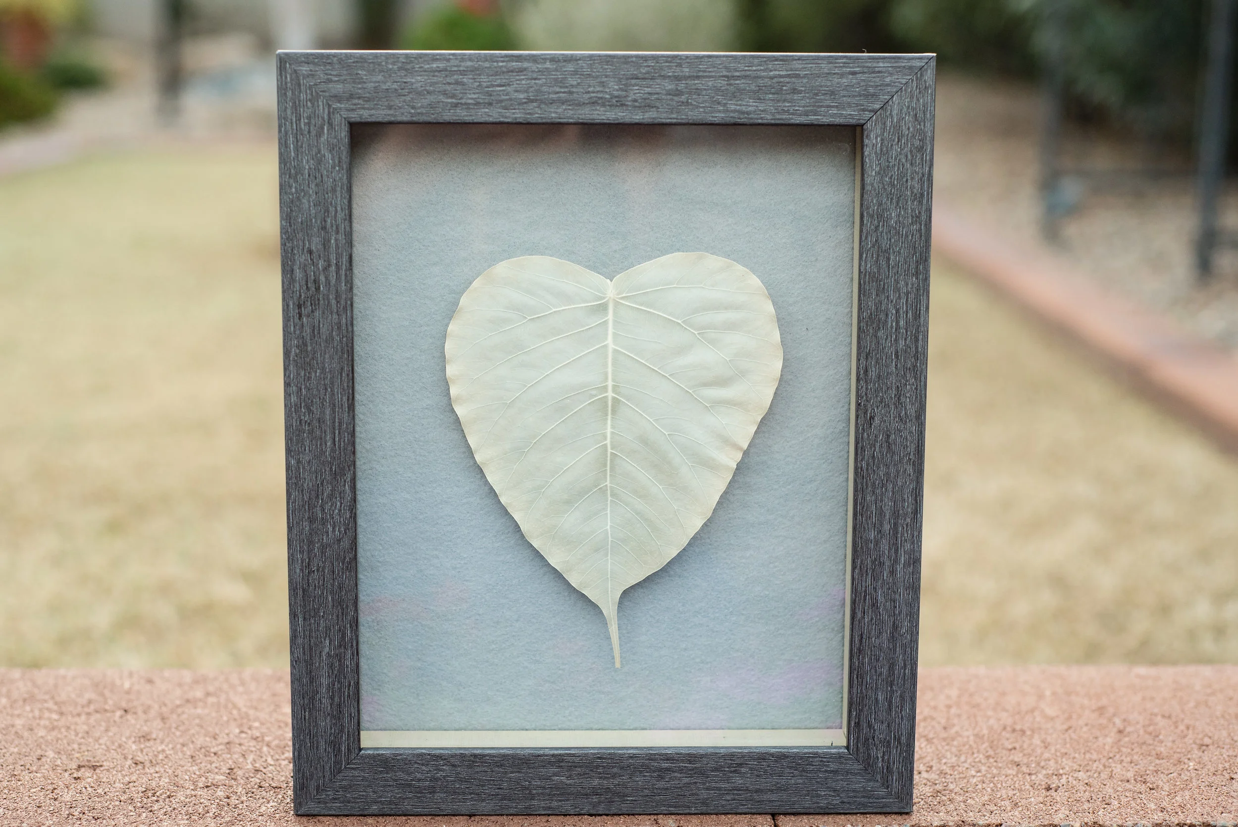 Bodhi Tree Project 004.jpg