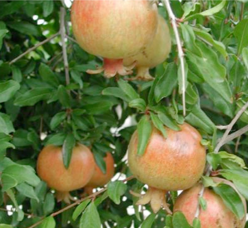 University of Arizona Campus Arboretum Edible Landscape Tours