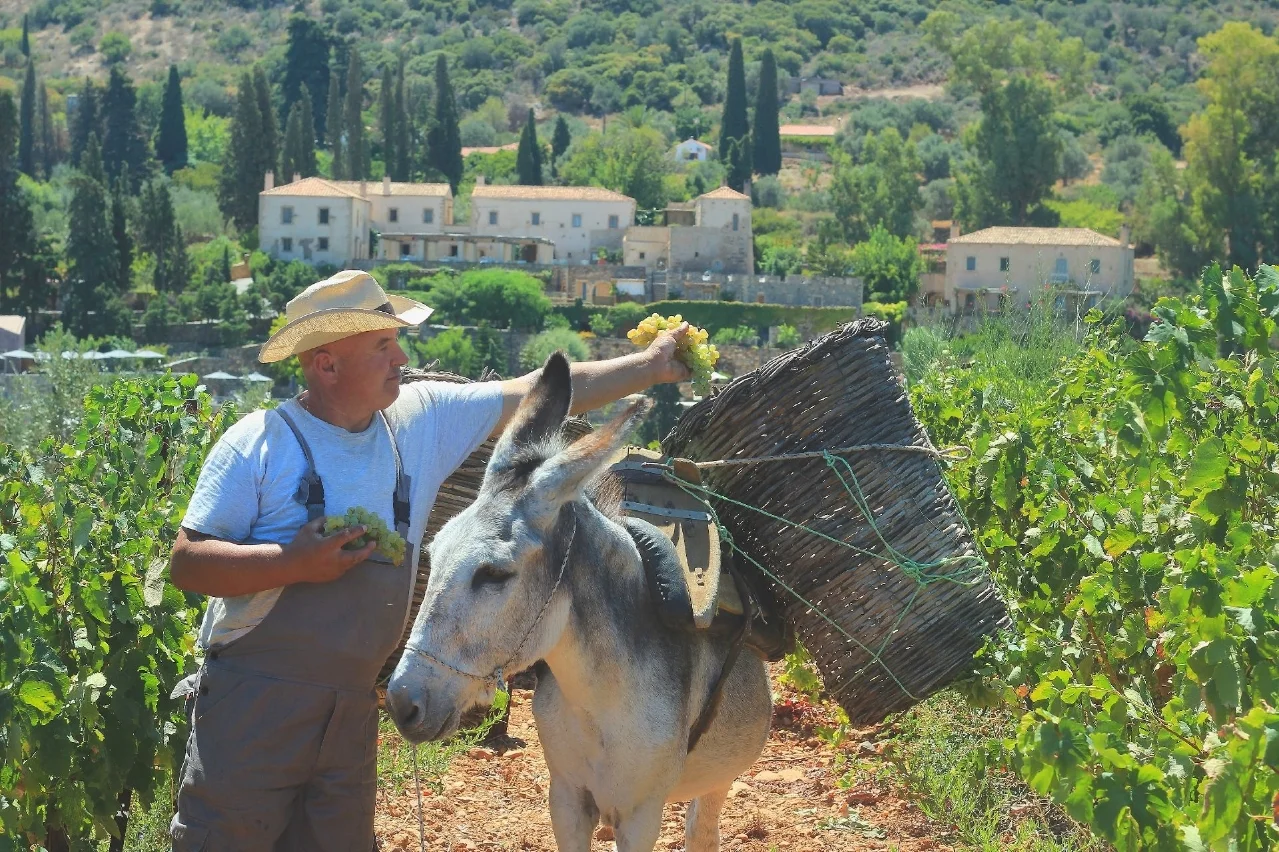 Who needs a beach when you can have your very own donkey?