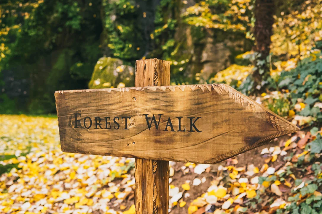 Reader, I did, in fact, go for a walk in the forest, as directed.