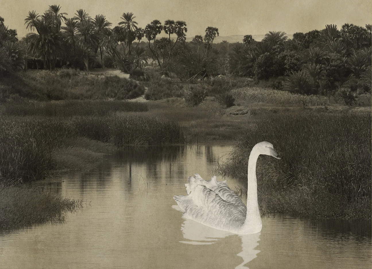 White Swan
