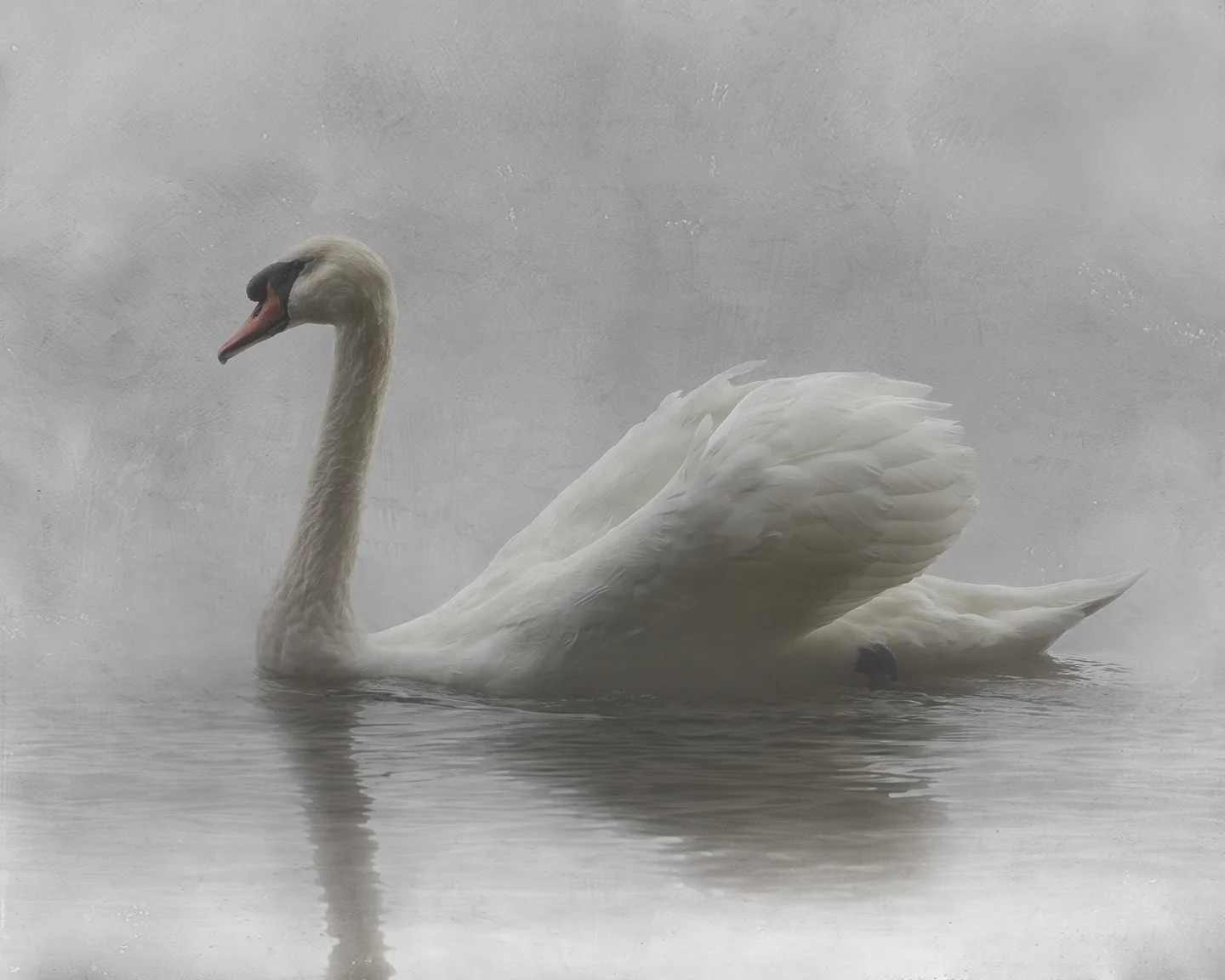 White White Swan