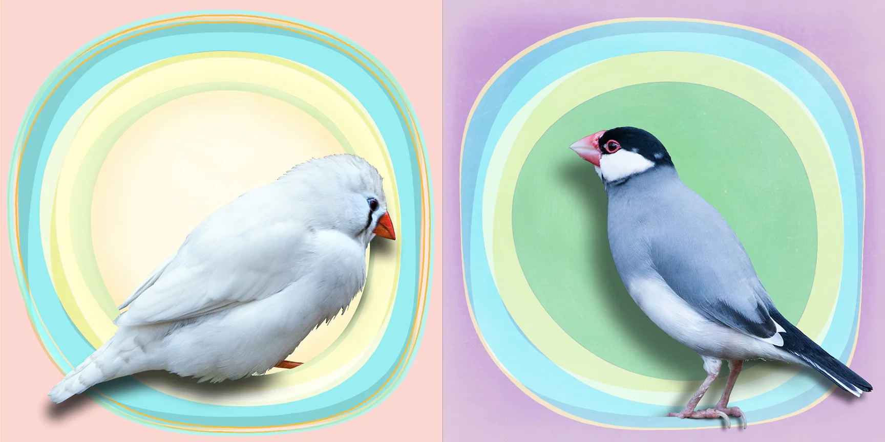 Finches and Circles