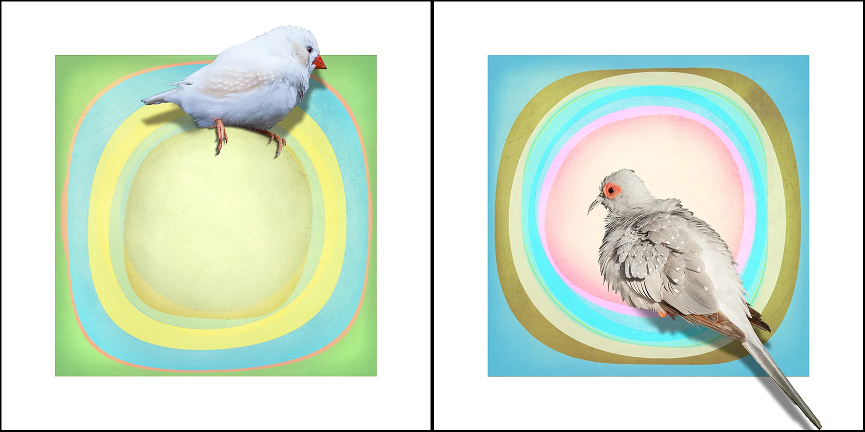 Finches and Circles