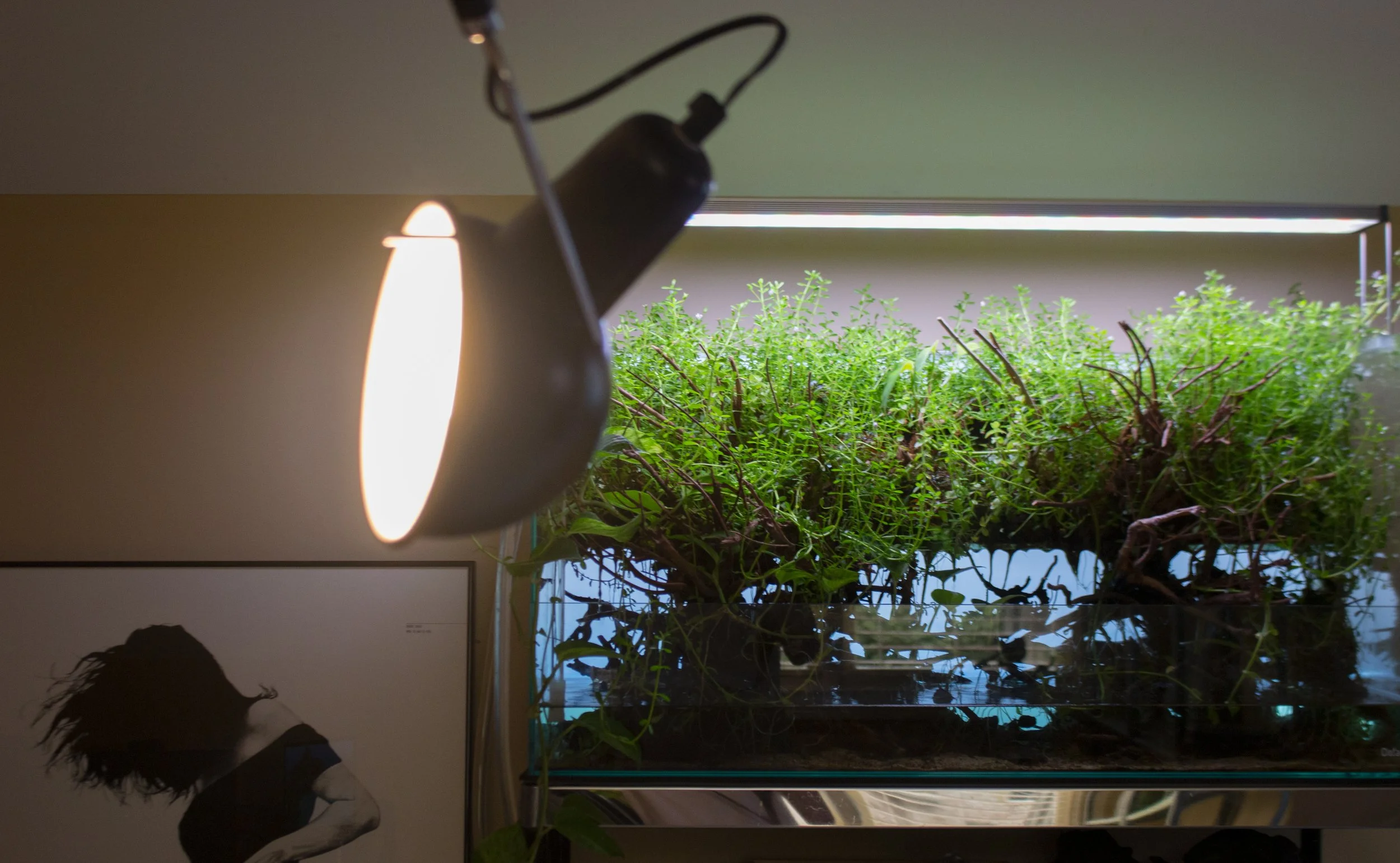Do!Aqua Waterfall Aquarium 90 — [ STUDIO AQUATICA ]