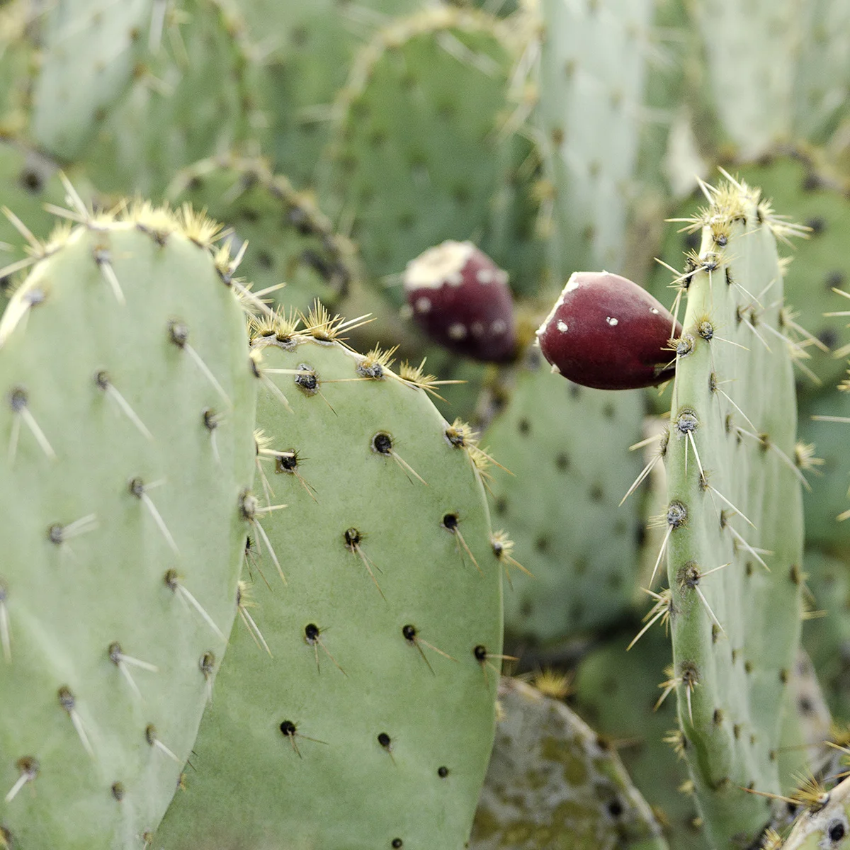 Tucson_0041 copy.jpg