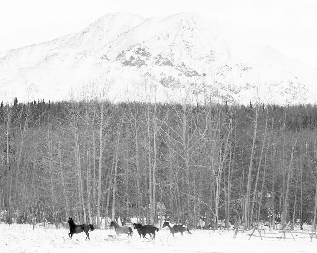 Alaska 2015_015 copy.jpg