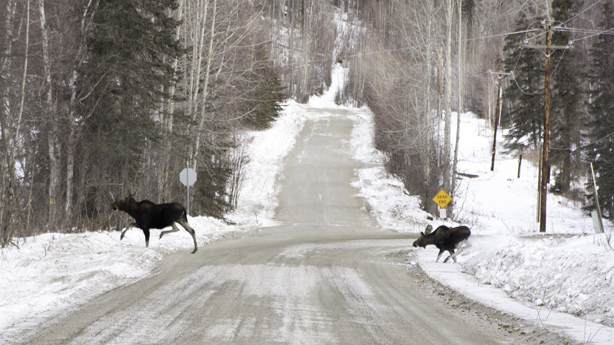 Alaska 2015_024 copy.jpg