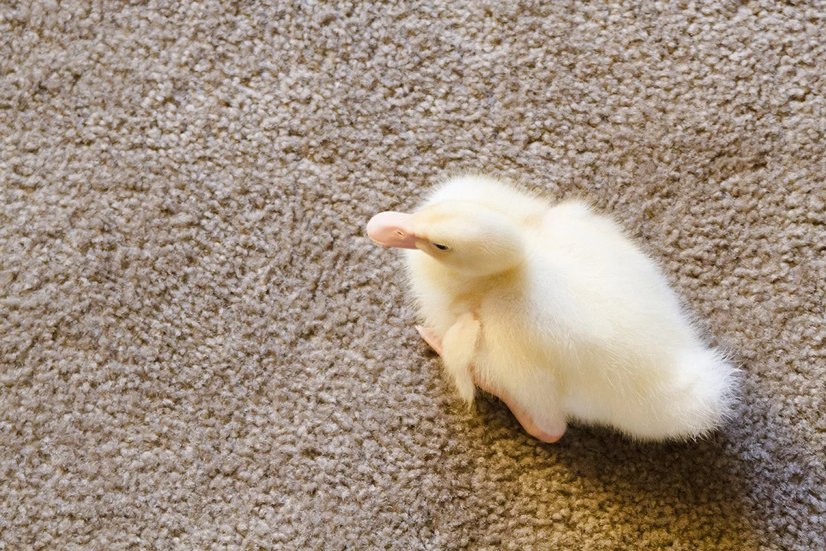 Chicken_019 copy.jpg
