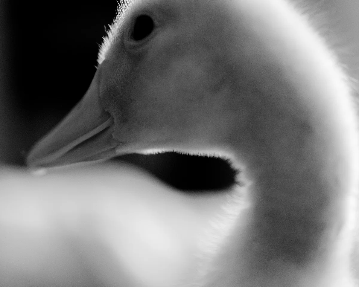 Chicken_005 copy.jpg