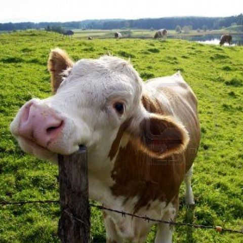 TWL: Happy cow make more milk
