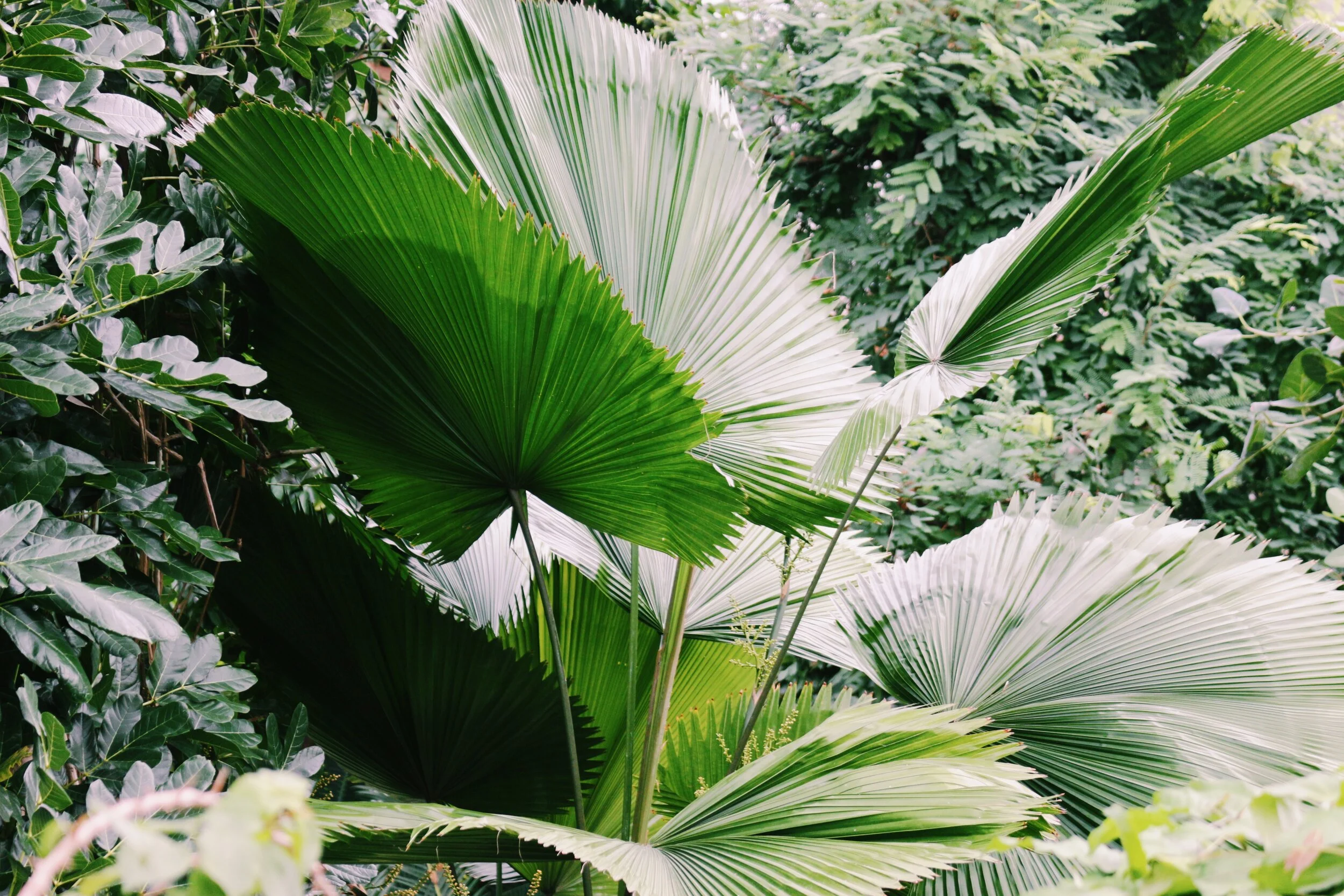 What You Should Know About Collagen: Animal vs. Plant Collagen-Builders + Exciting Announcement!