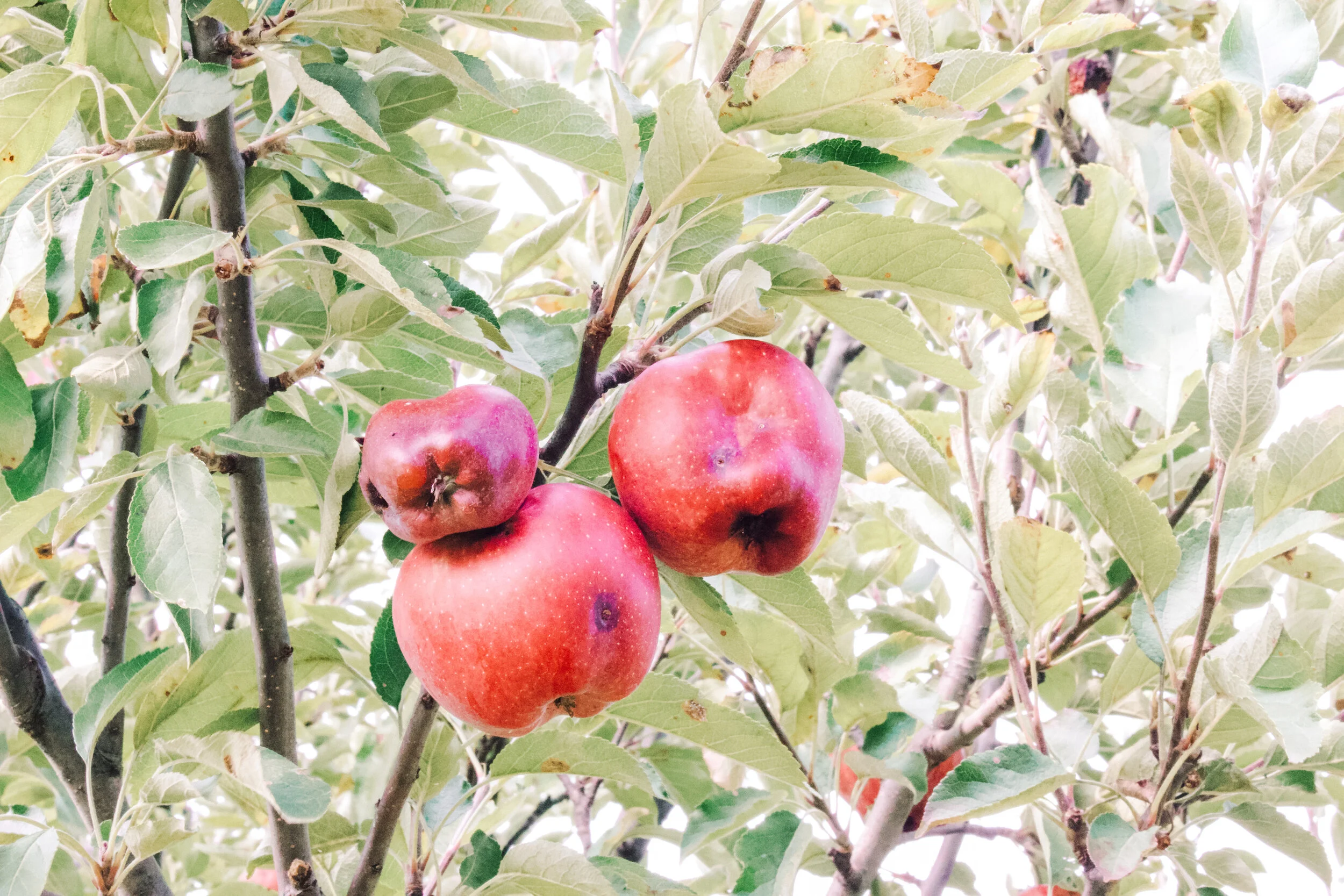 Organic apples from my grandpa’s garden :)