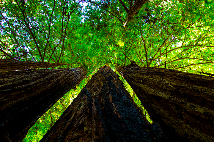 Banner Image_Old Growth Trees.png
