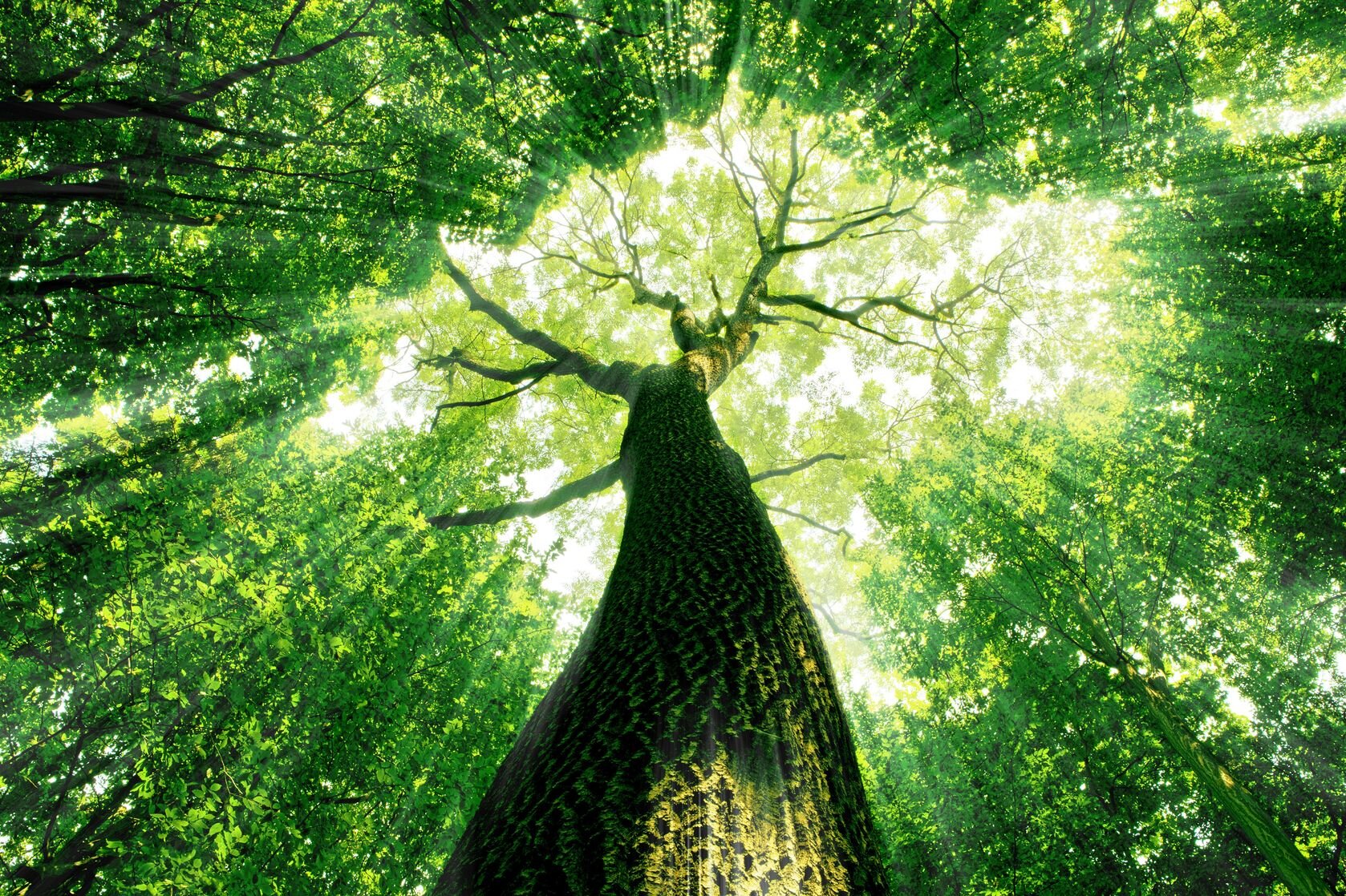 medicine tree image.jpg