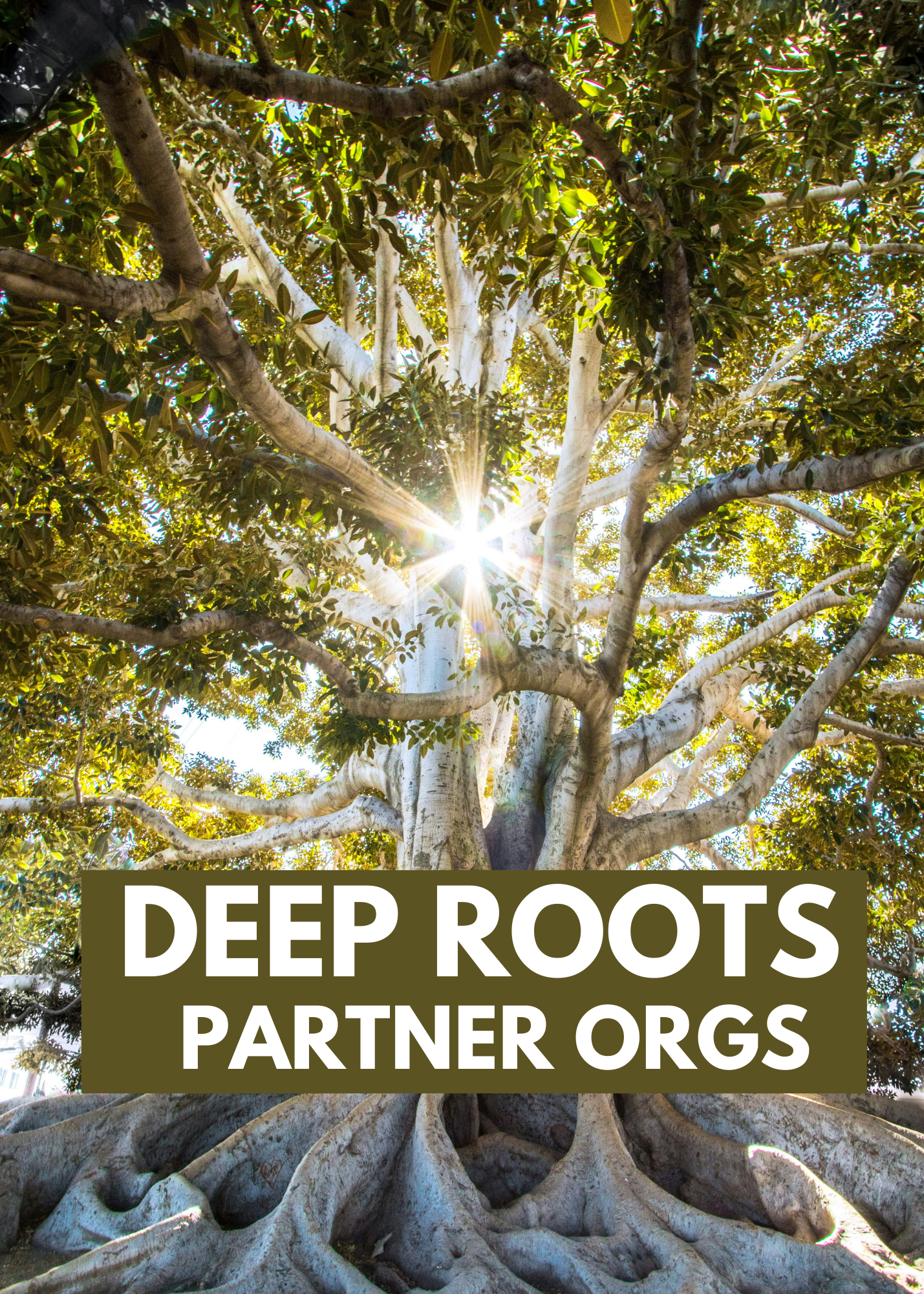 DEEP ROOTS — Alliance for a Viable Future