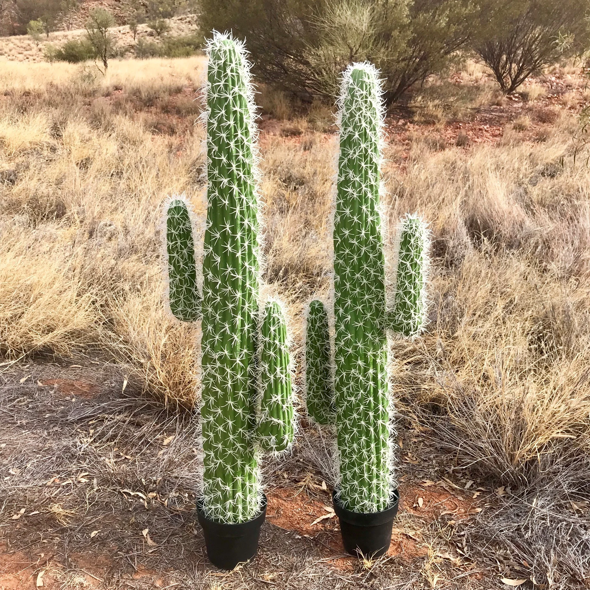 Cactus (large) Price: $25.00 Qty: 2