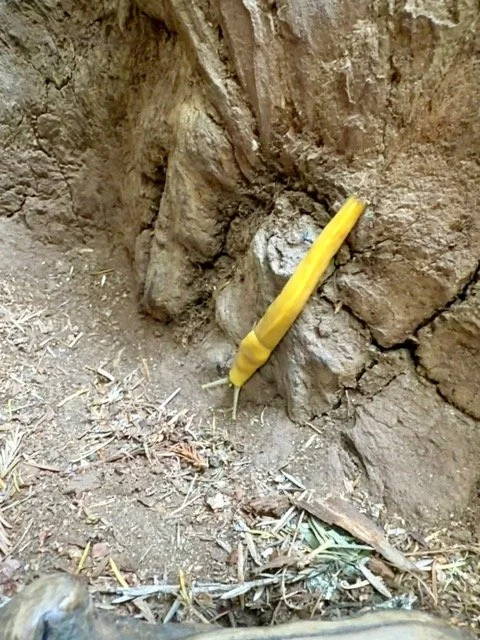 Hunting for the bright yellow Banana Slugs in the Redwoods was our kids favorite activity!
