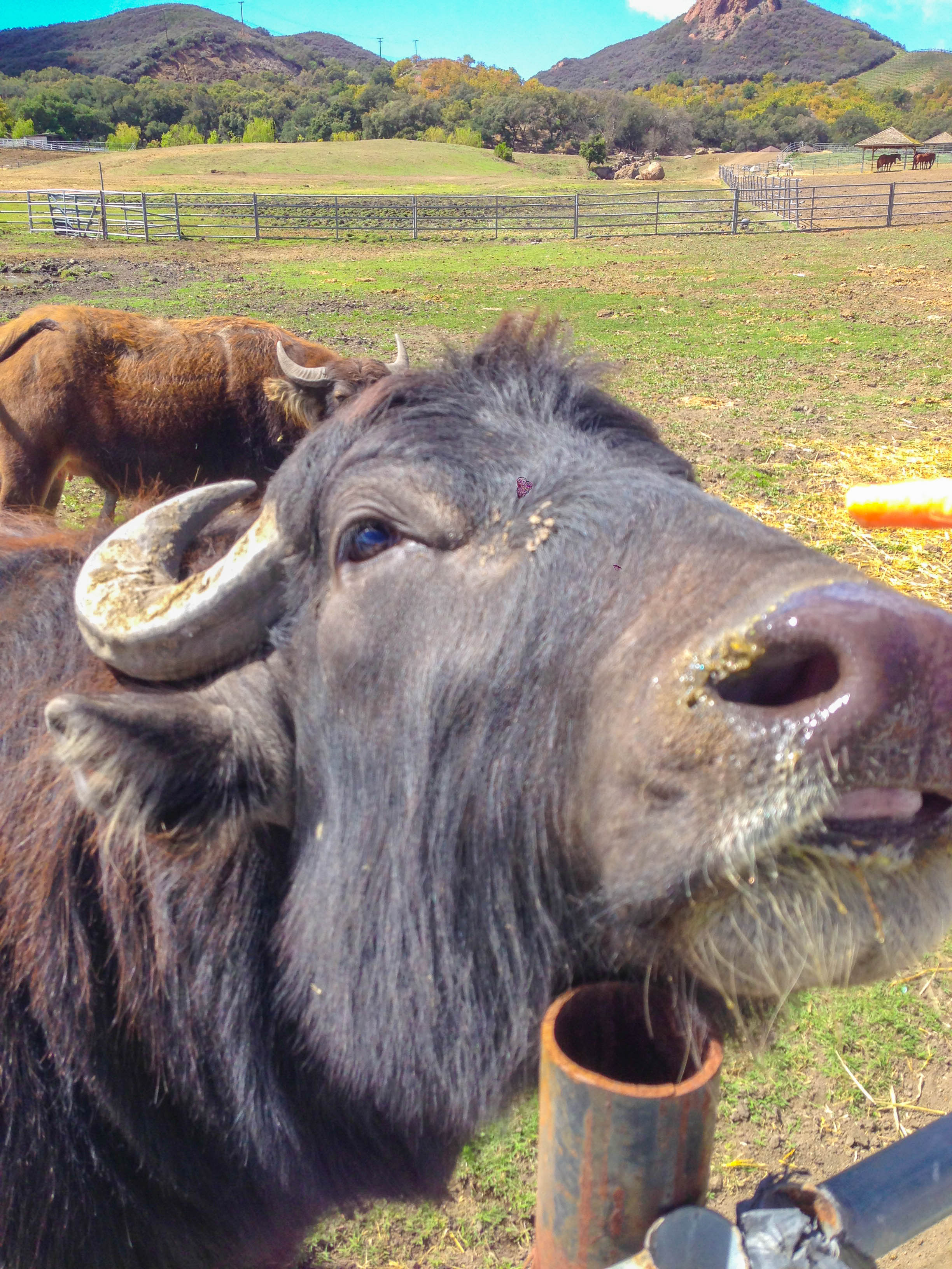 Malibu Wine Safari - Bison