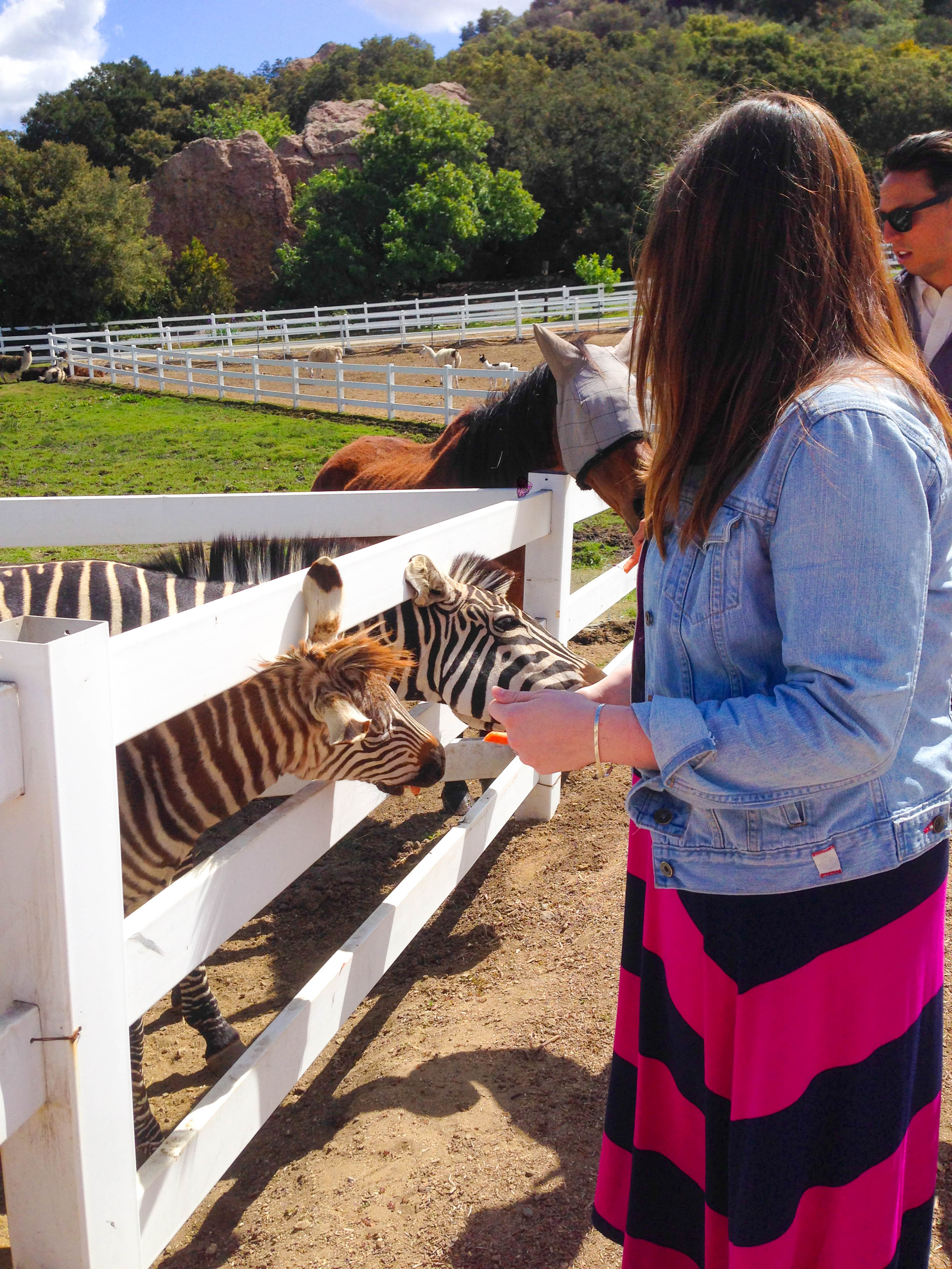 Malibu Wine Safari - Feeding the Zebras