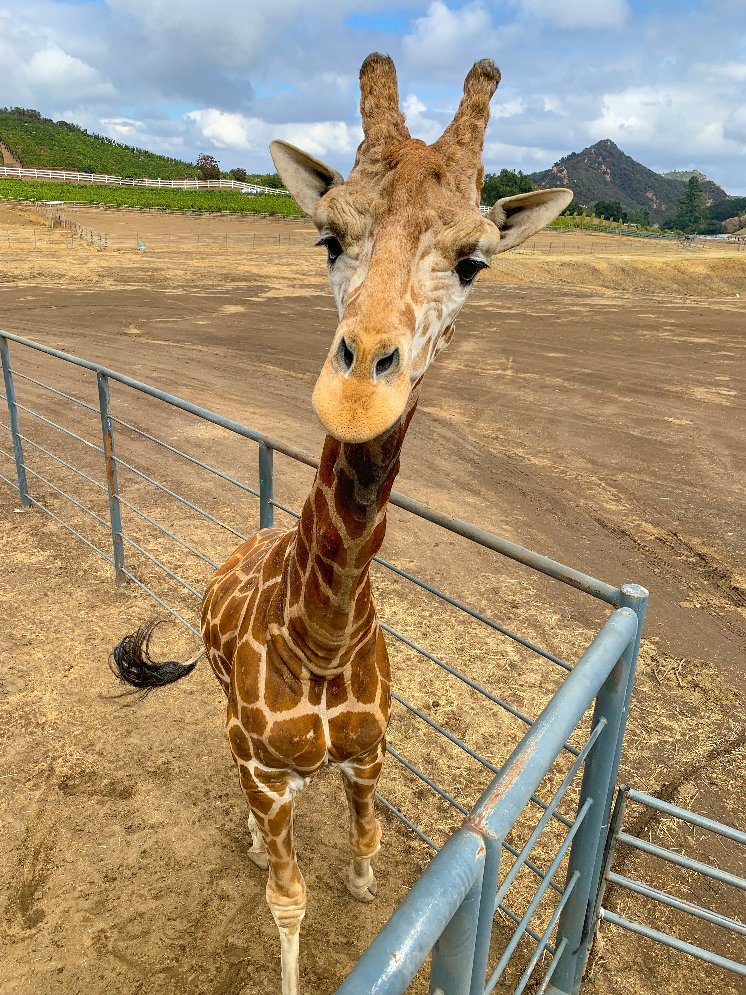 Malibu Wine Safari - Stanley the Giraffe