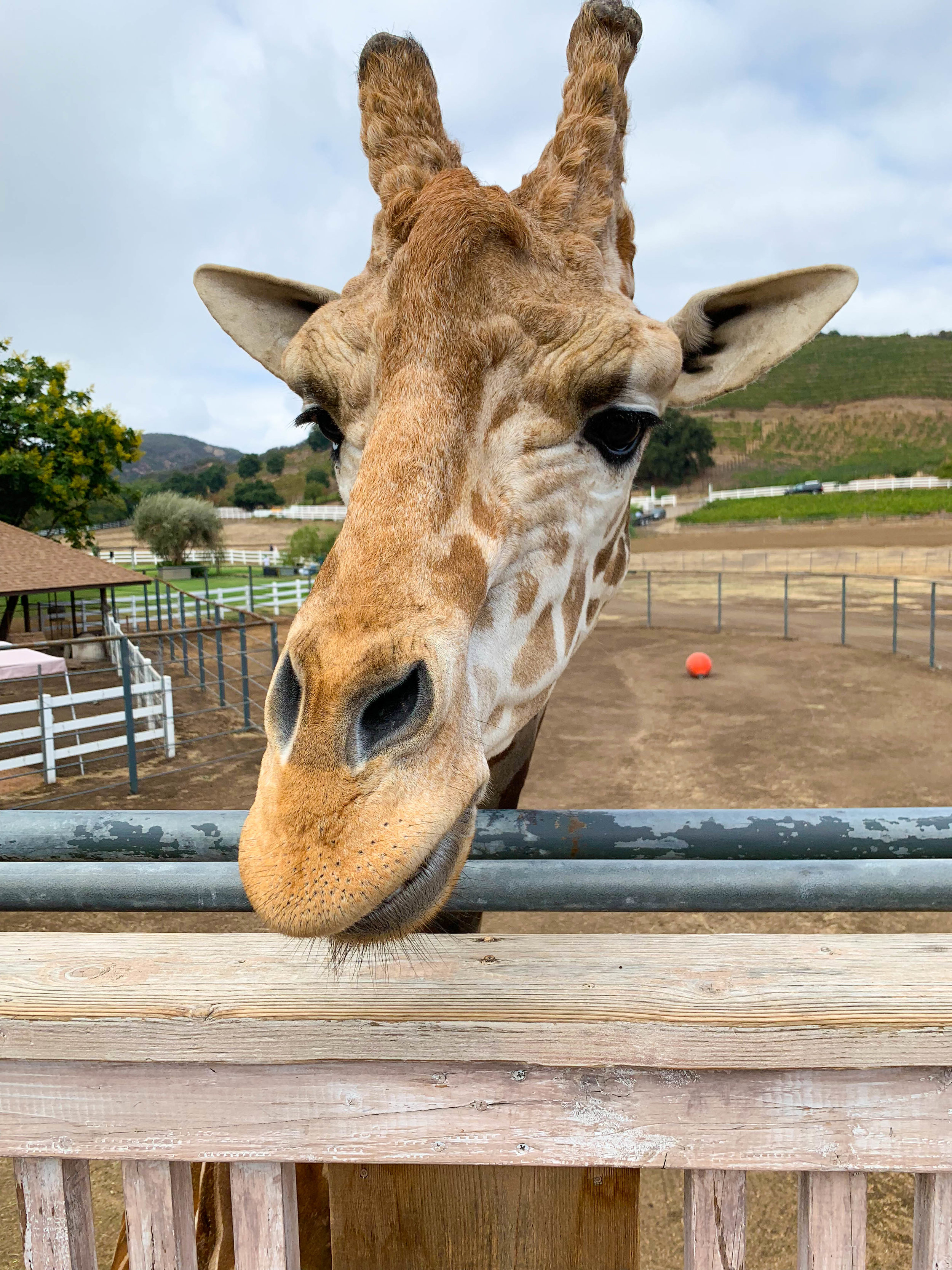 Malibu Wine Safari - Stanley the Giraffe - Wine Tasting