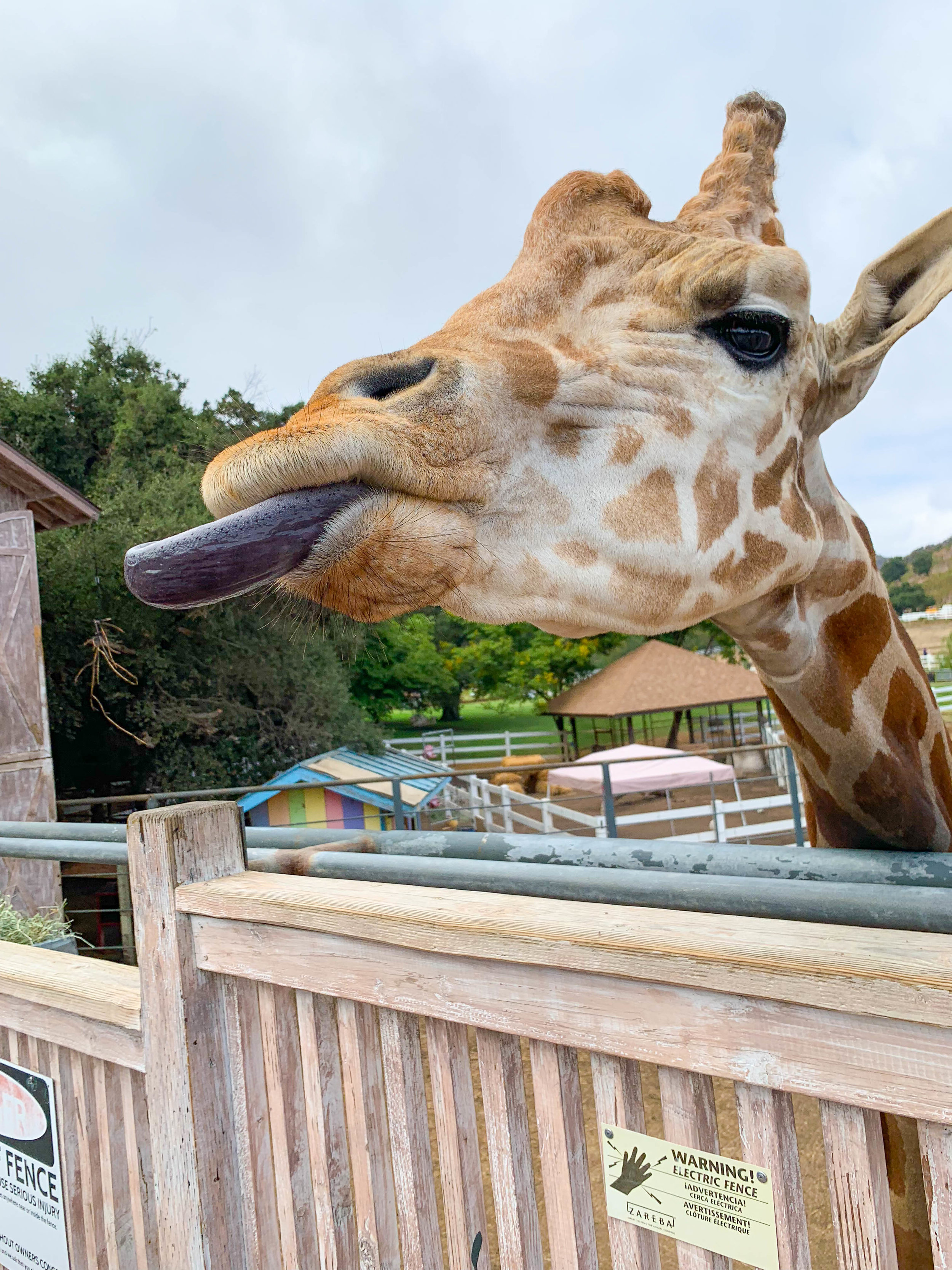 Malibu Wine Safari - Stanley the Giraffe - Wine Tasting