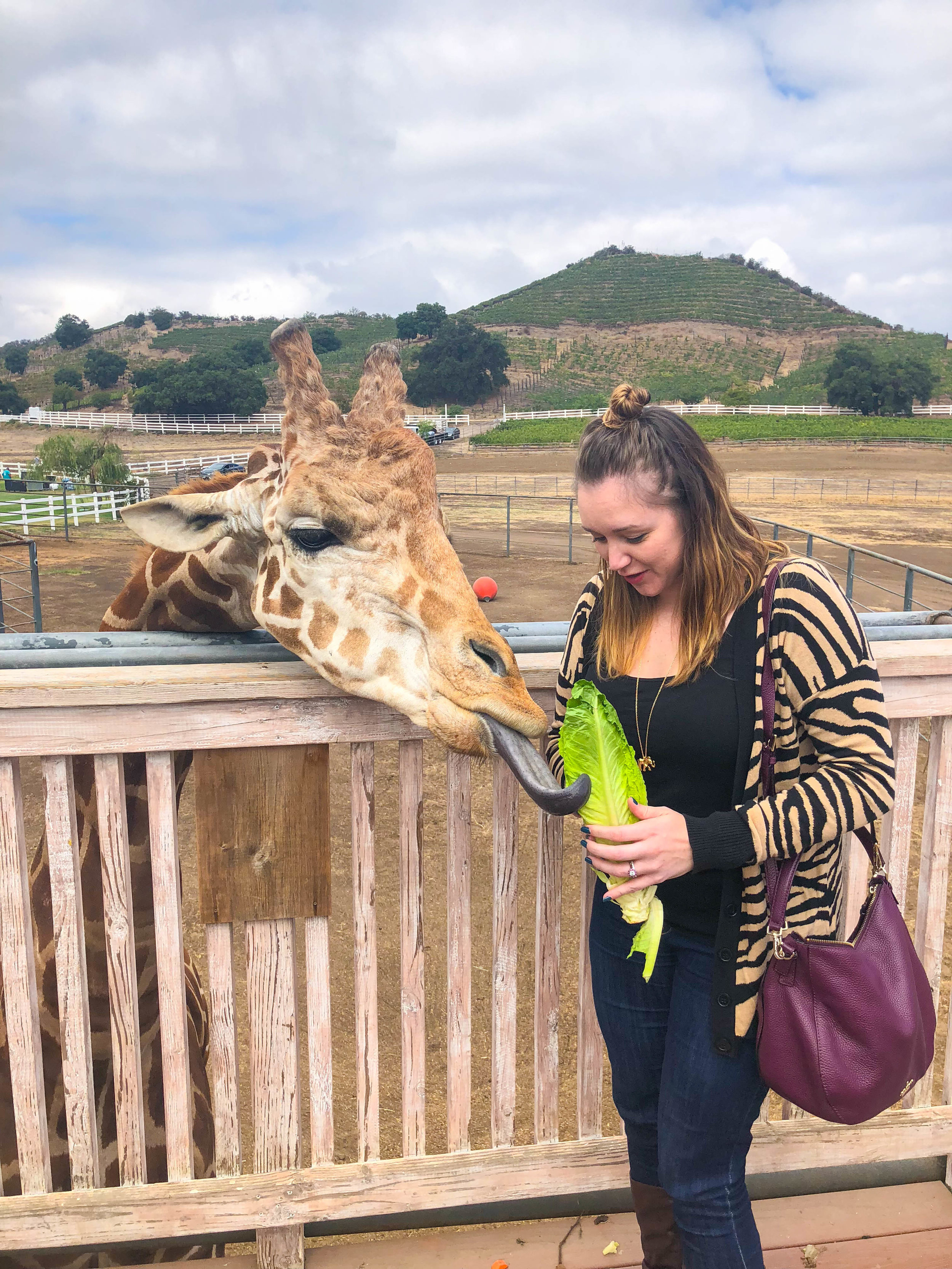 Malibu Wine Safari - Feeding Stanley the Giraffe - Wine Tasting