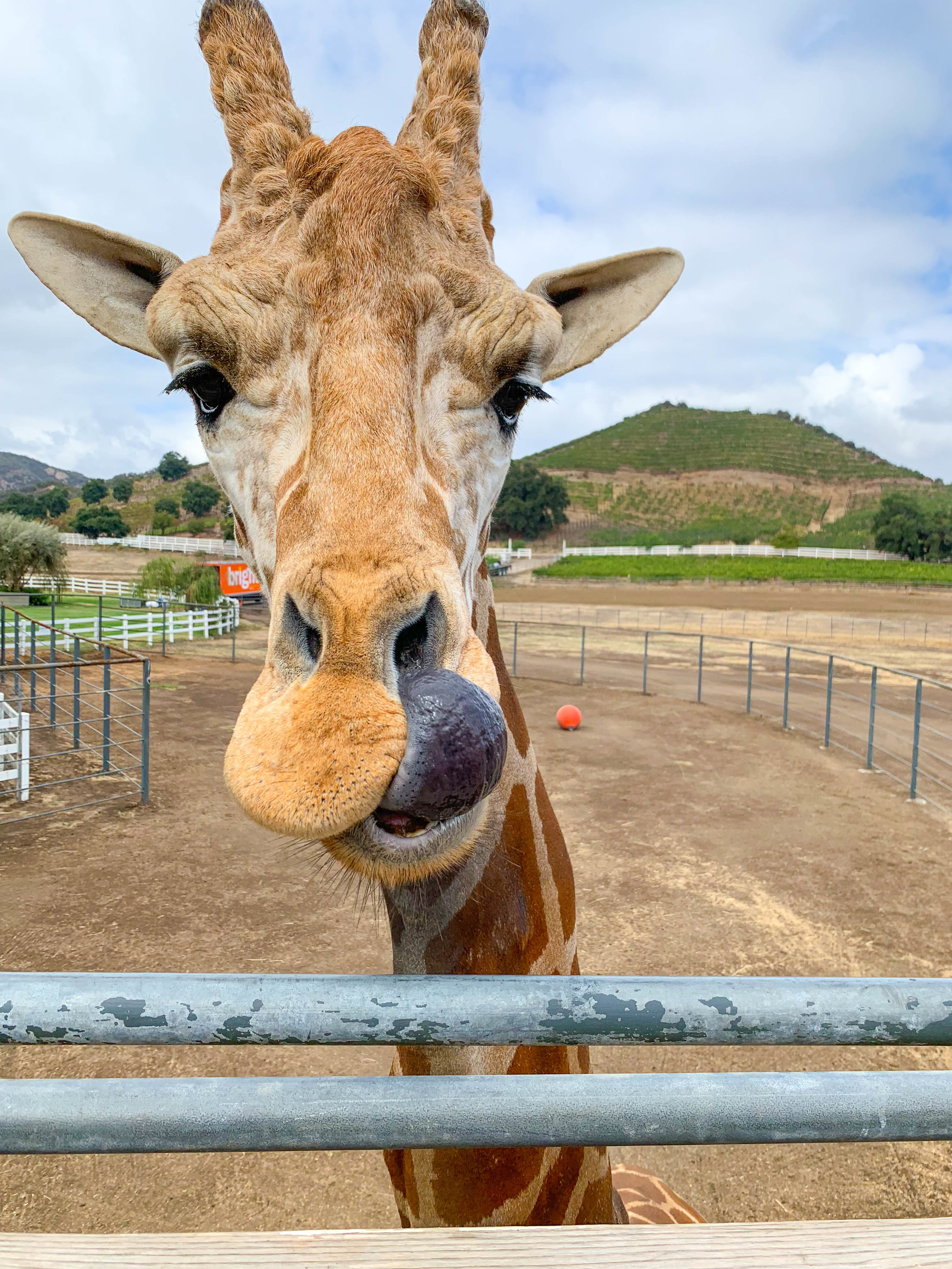 Malibu Wine Safari - Stanley the Giraffe - Wine Tasting