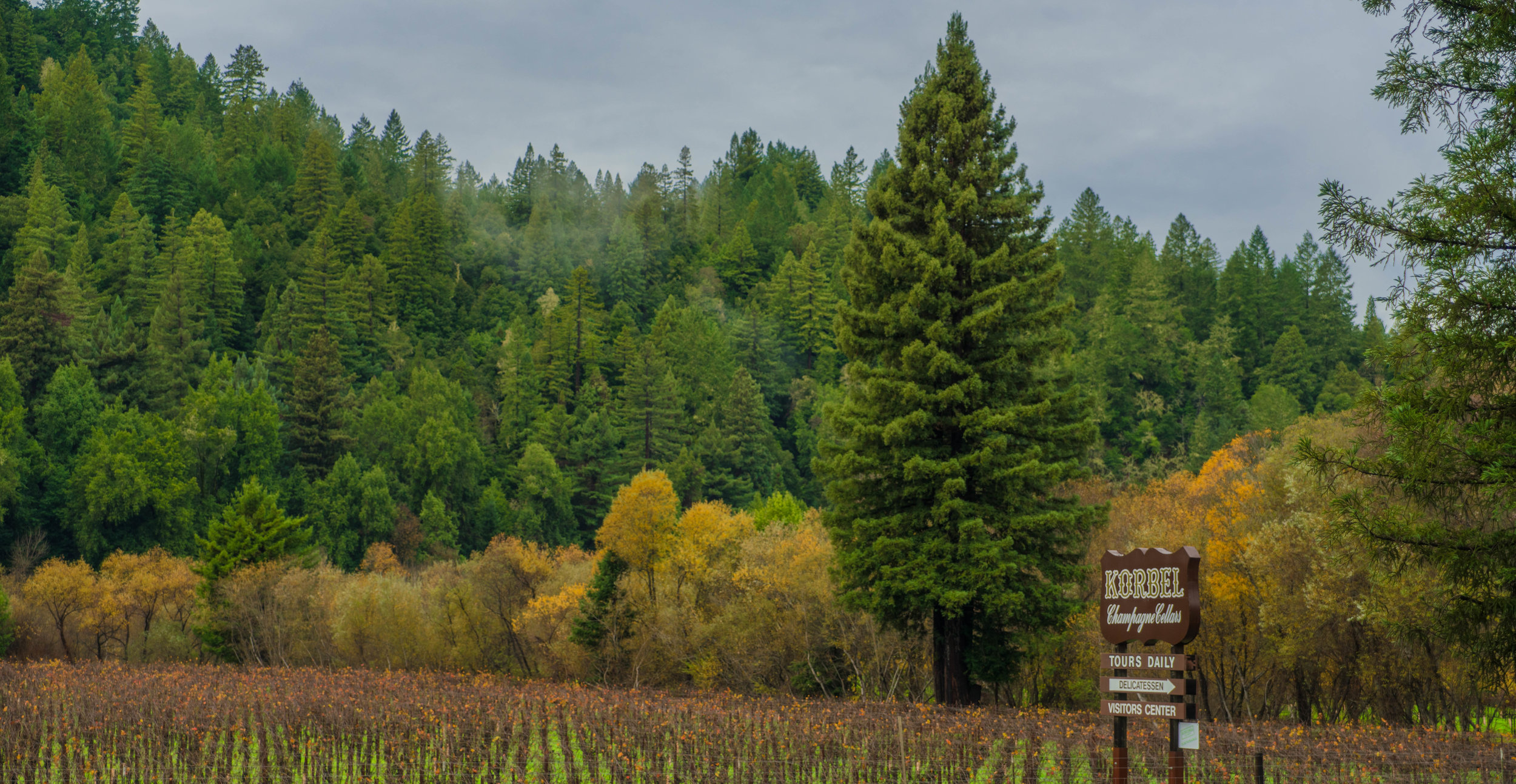 Korbel Wine Tasting in Sonoma